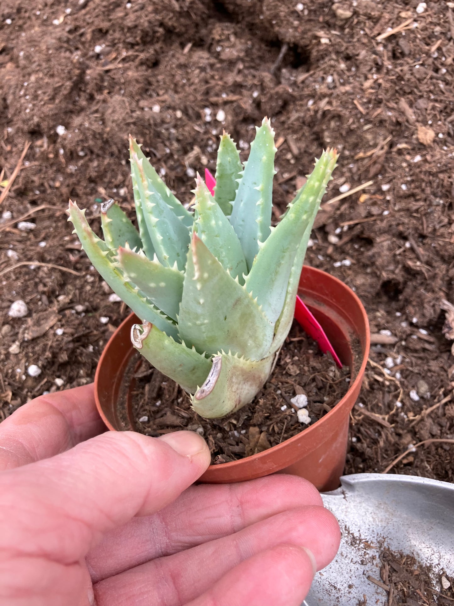 Aloe Brevifolia Short Leaf Aloe  Succulent 3" Wide #21P