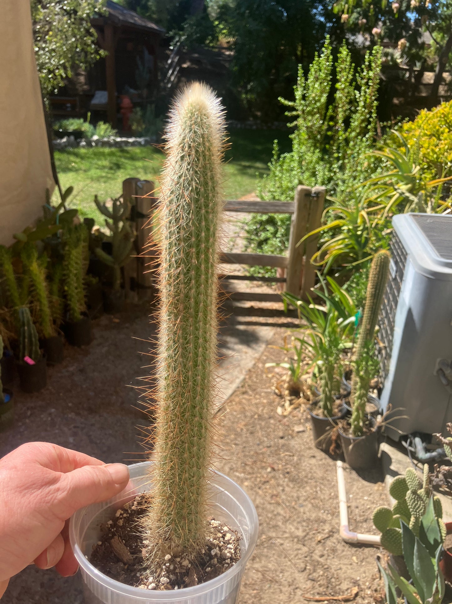 Cleistocactus Strausii Silver Torch Cactus 12”Tall #2W