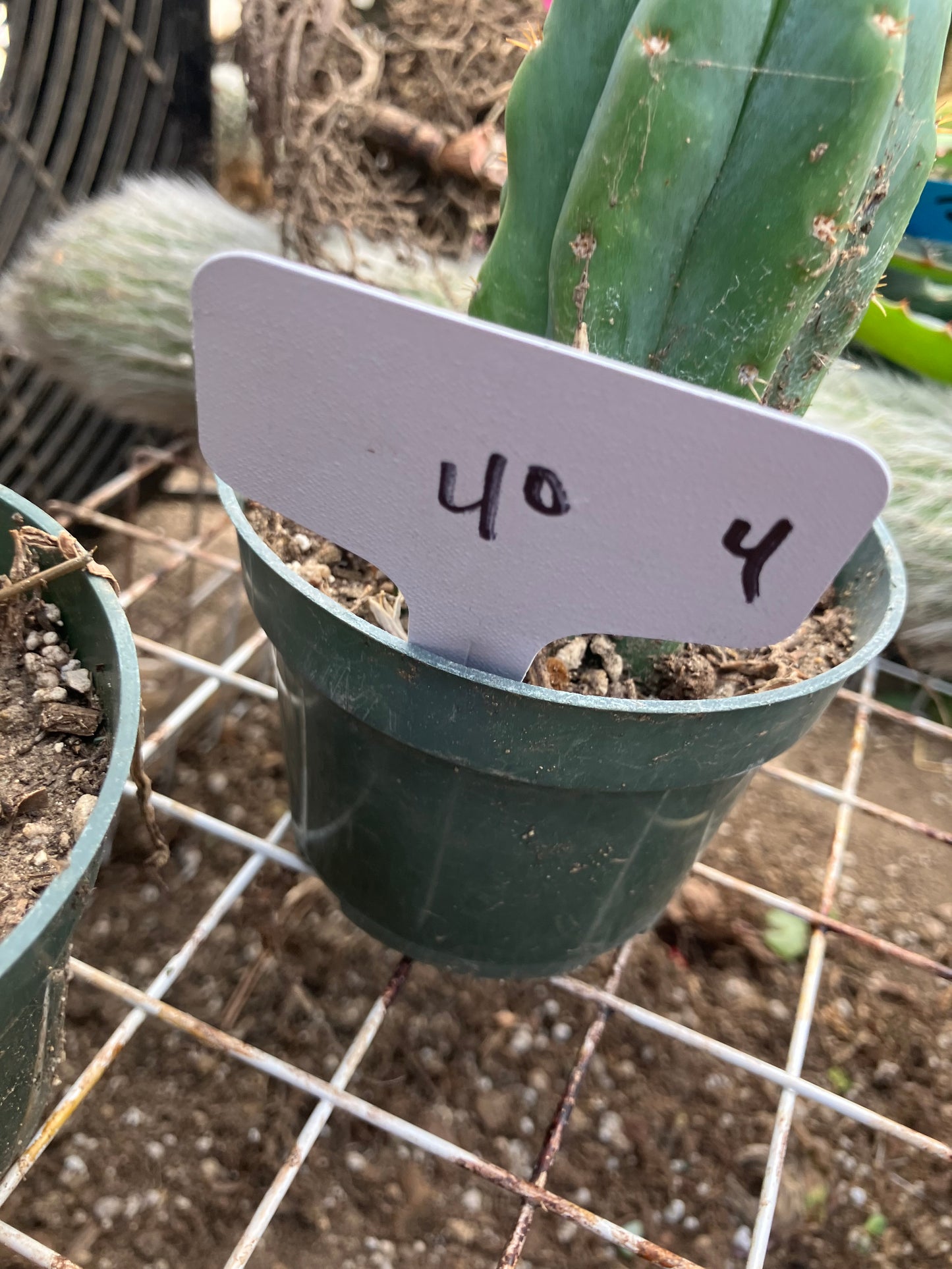 San Pedro Cactus - Trichocereus pachanoi 4" Tall #40W