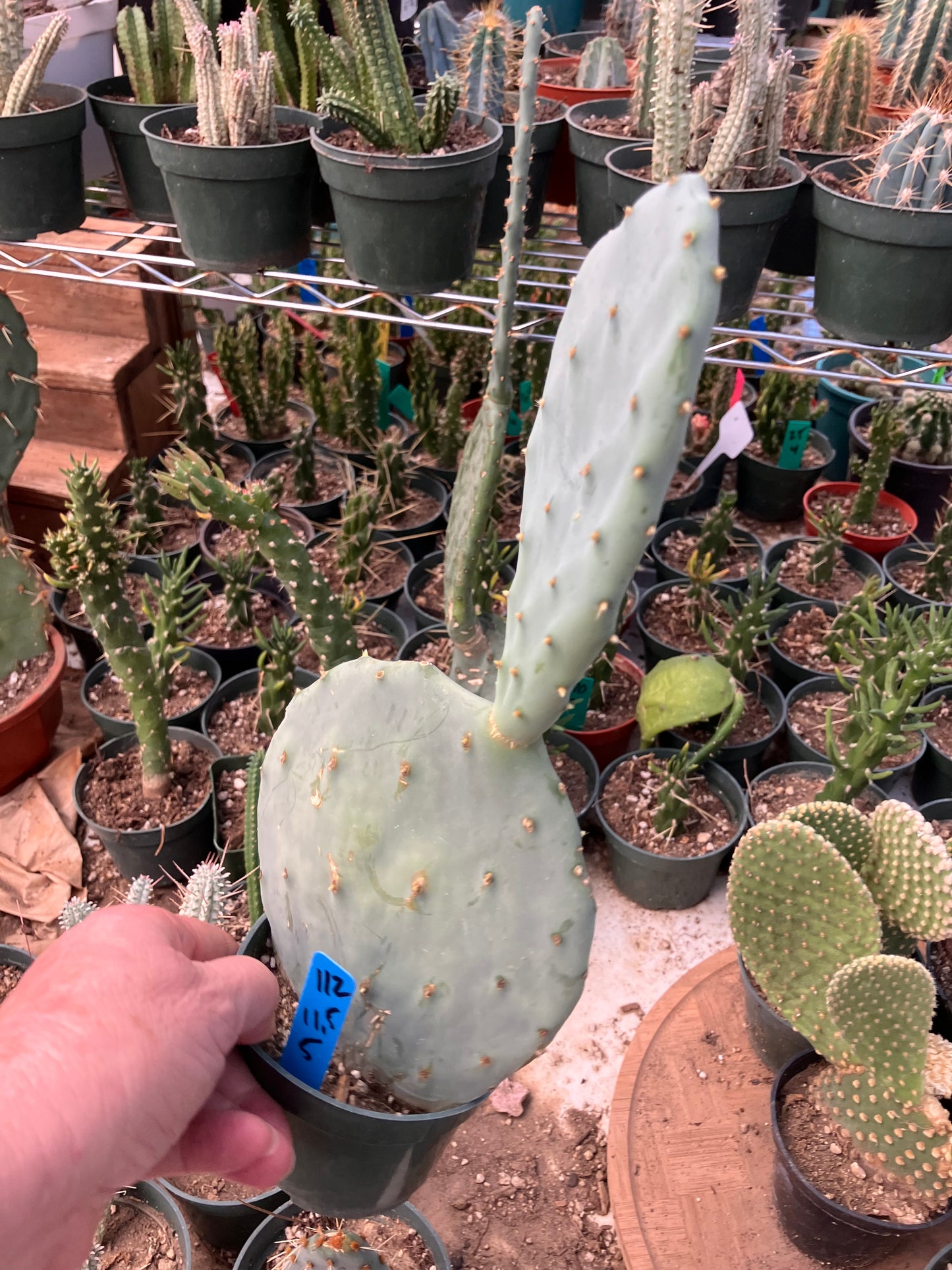 Opuntia robusta Dinner Plate Nopal Silver Dollar Cactus 11.5"Tall 5”Wide #112B
