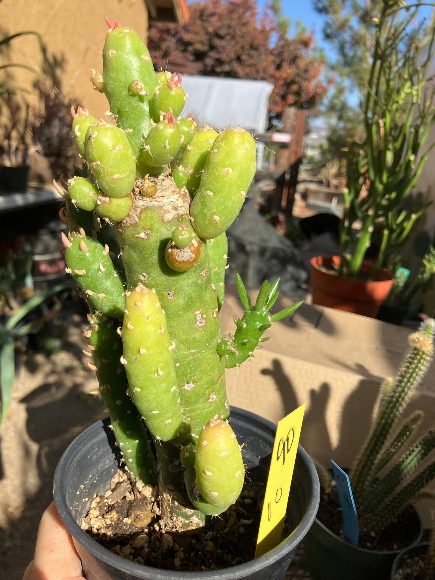 Austrocylindropuntia Cactus Gumbi Mini Eve's Needle 10"Tall #90Y