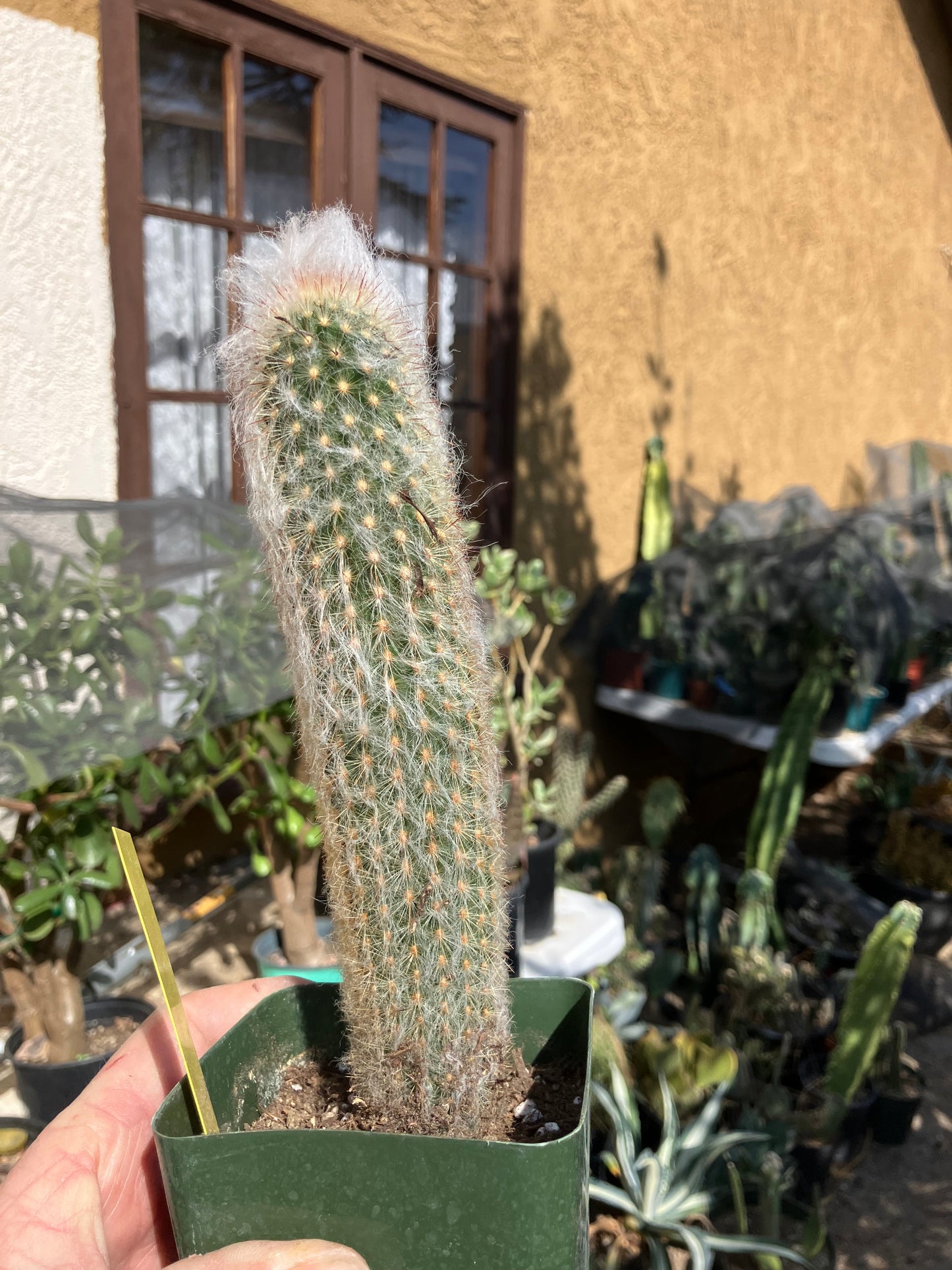 Austrocephalocereus dybowski cabega 8"Tall #109Y Torch