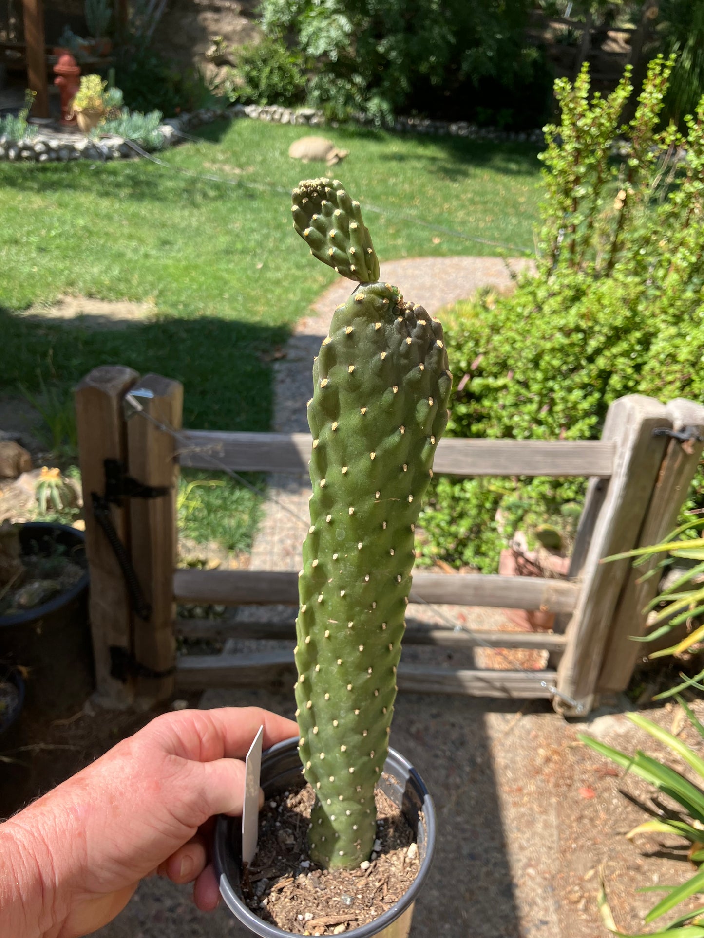 Opuntia Consolea rubescens Road Kill Cactus 13"Tall #130W