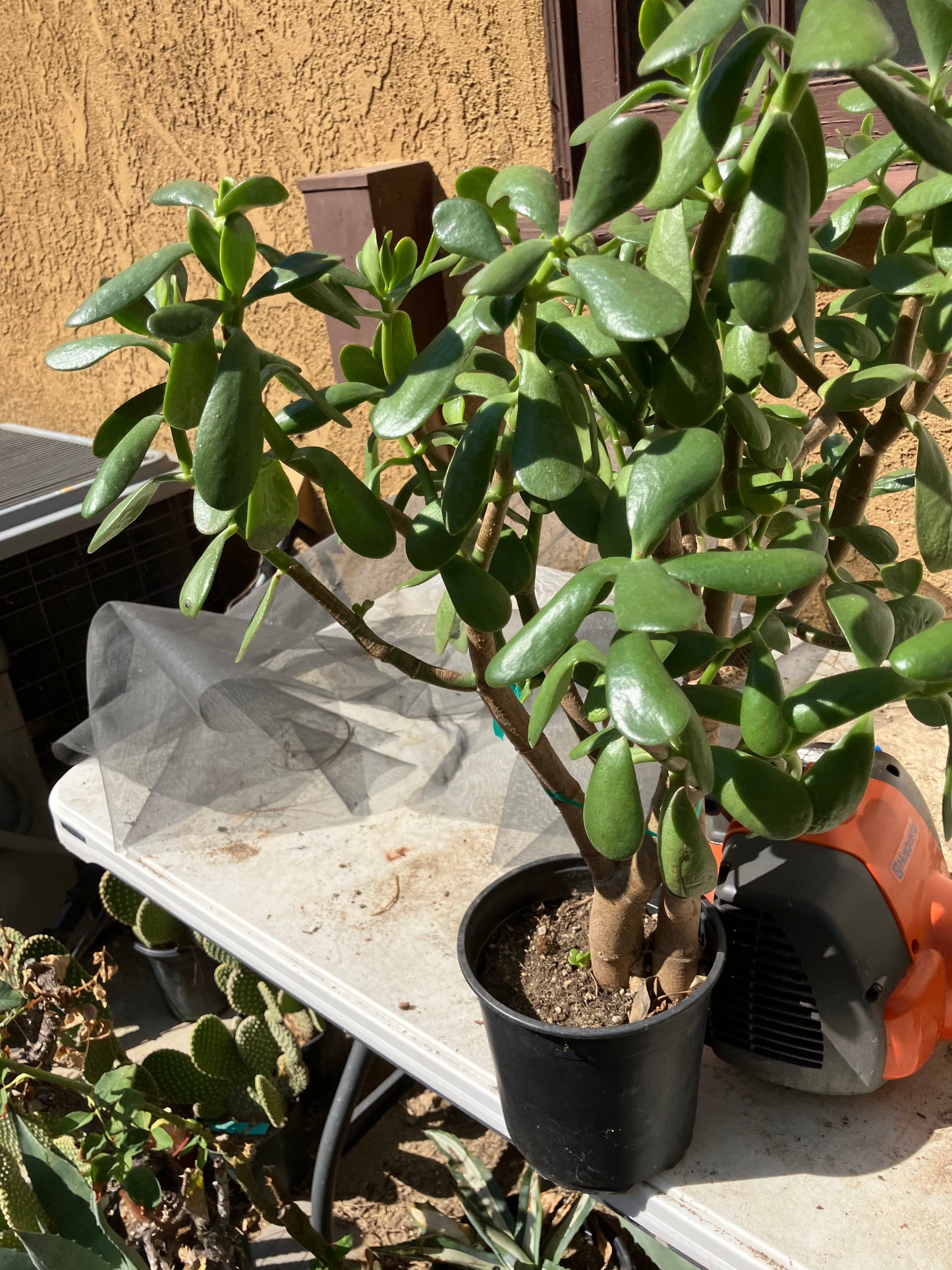 Crassula Ovata Money Jade 23”T 20”W #230R