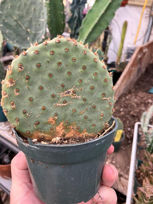 Opuntia ‘Orange Chiffon’ 4”Tall 4”Wide #4Y