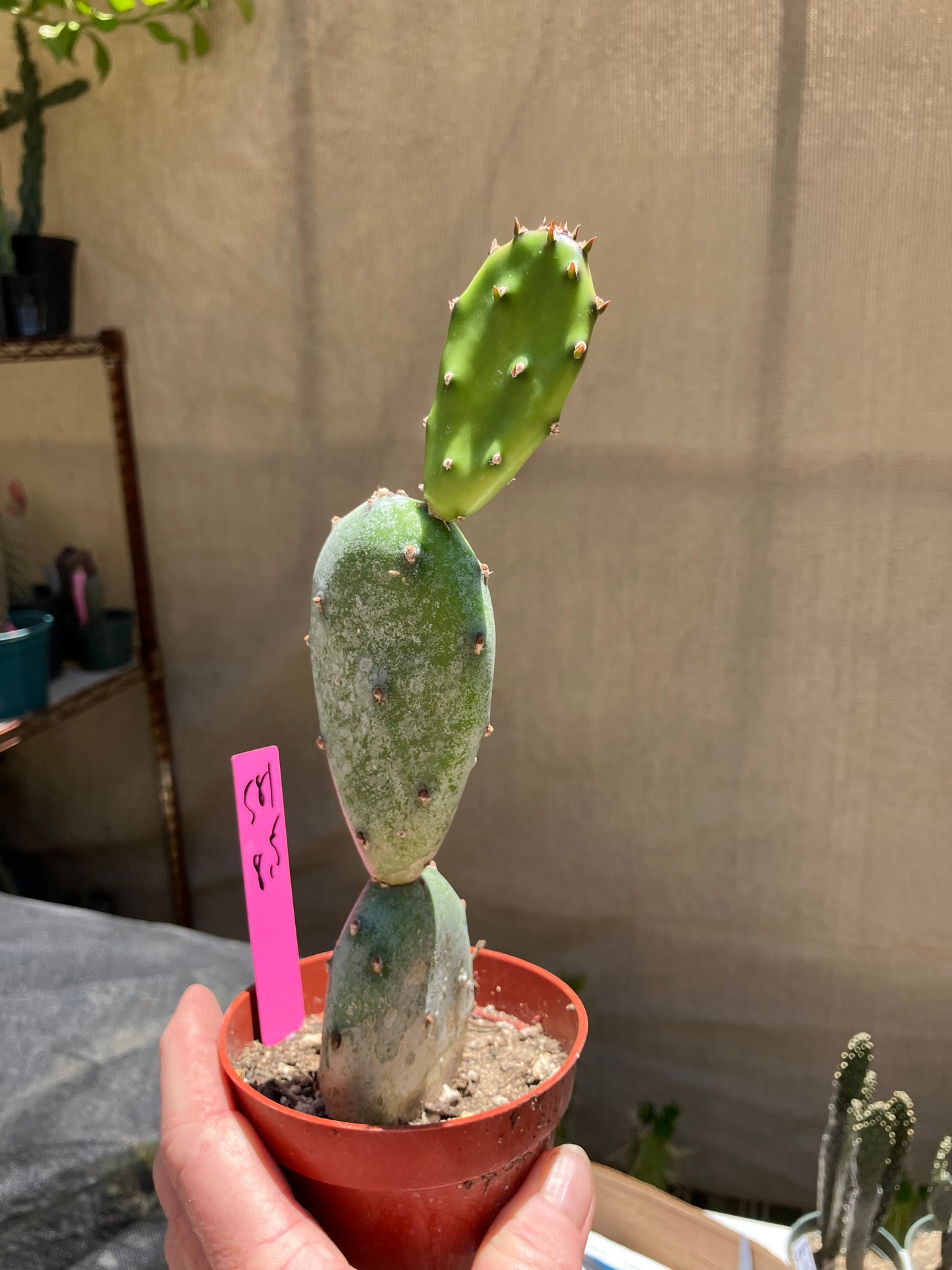 Opuntia canterae elata Cactus 8.5"Tall #581P