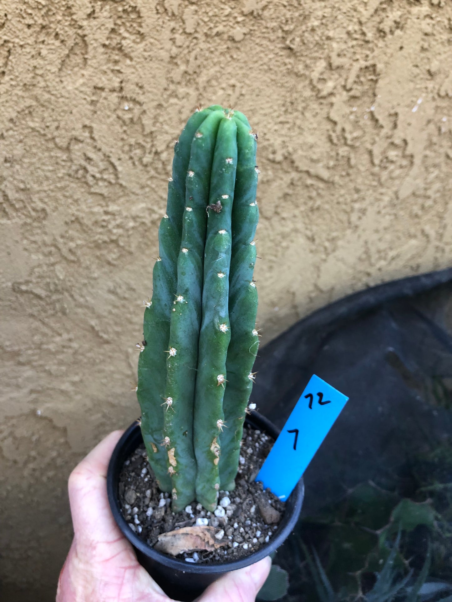 Trichocereus pachanoi San Pedro Cactus 7" Tall #72B