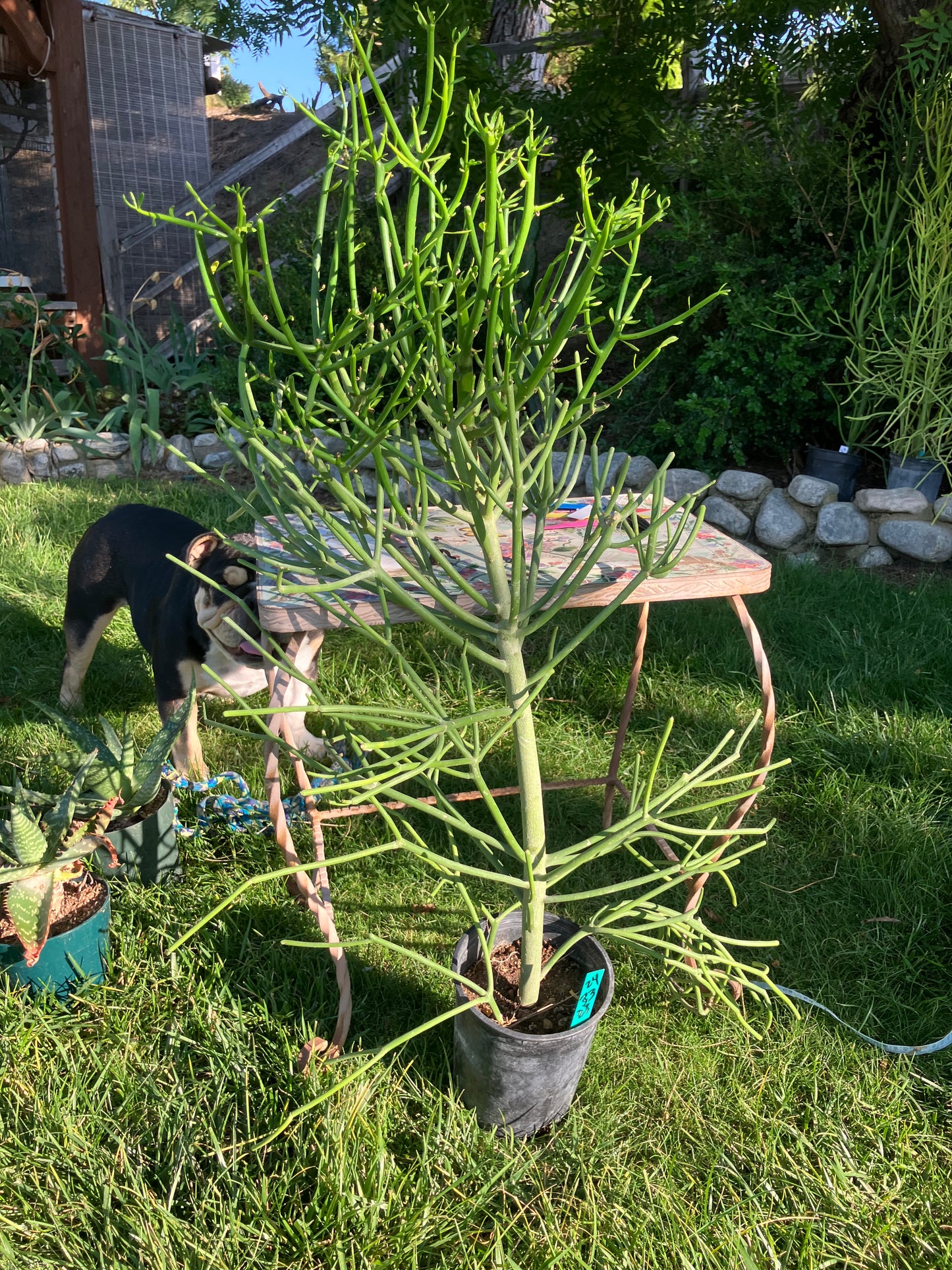 Euphorbia tirucalli Pencil Cactus/Succulent 42"Tall 18"Wide #420W