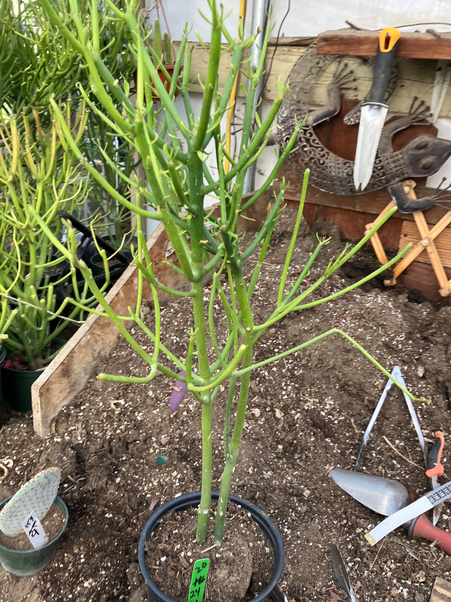 Euphorbia tirucalli Pencil Cactus/Succulent 24"Tall 11"Wide #20G