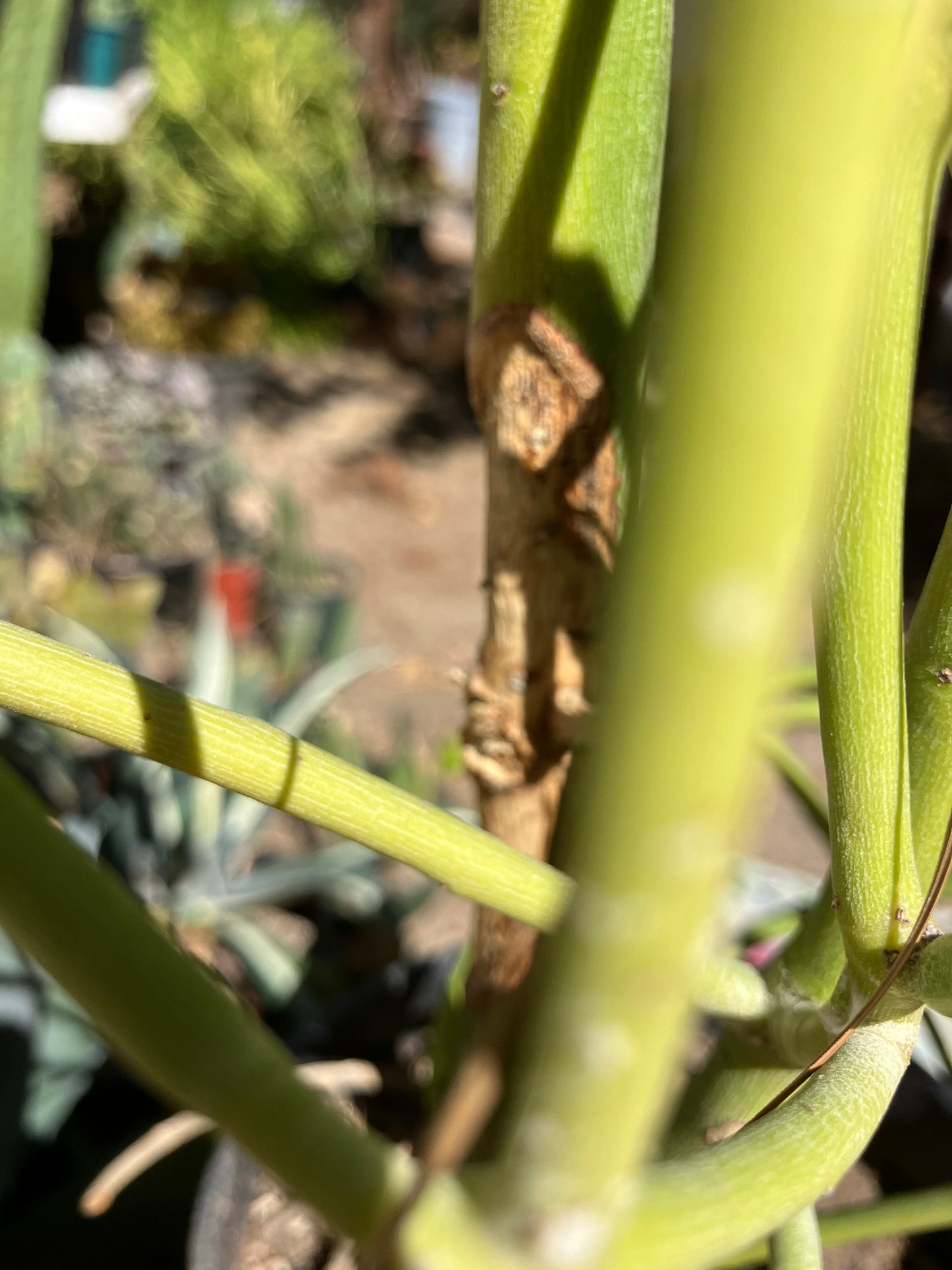 Euphorbia tirucalli Pencil Cactus/Succulent 44"Tall 12"Wide #98R