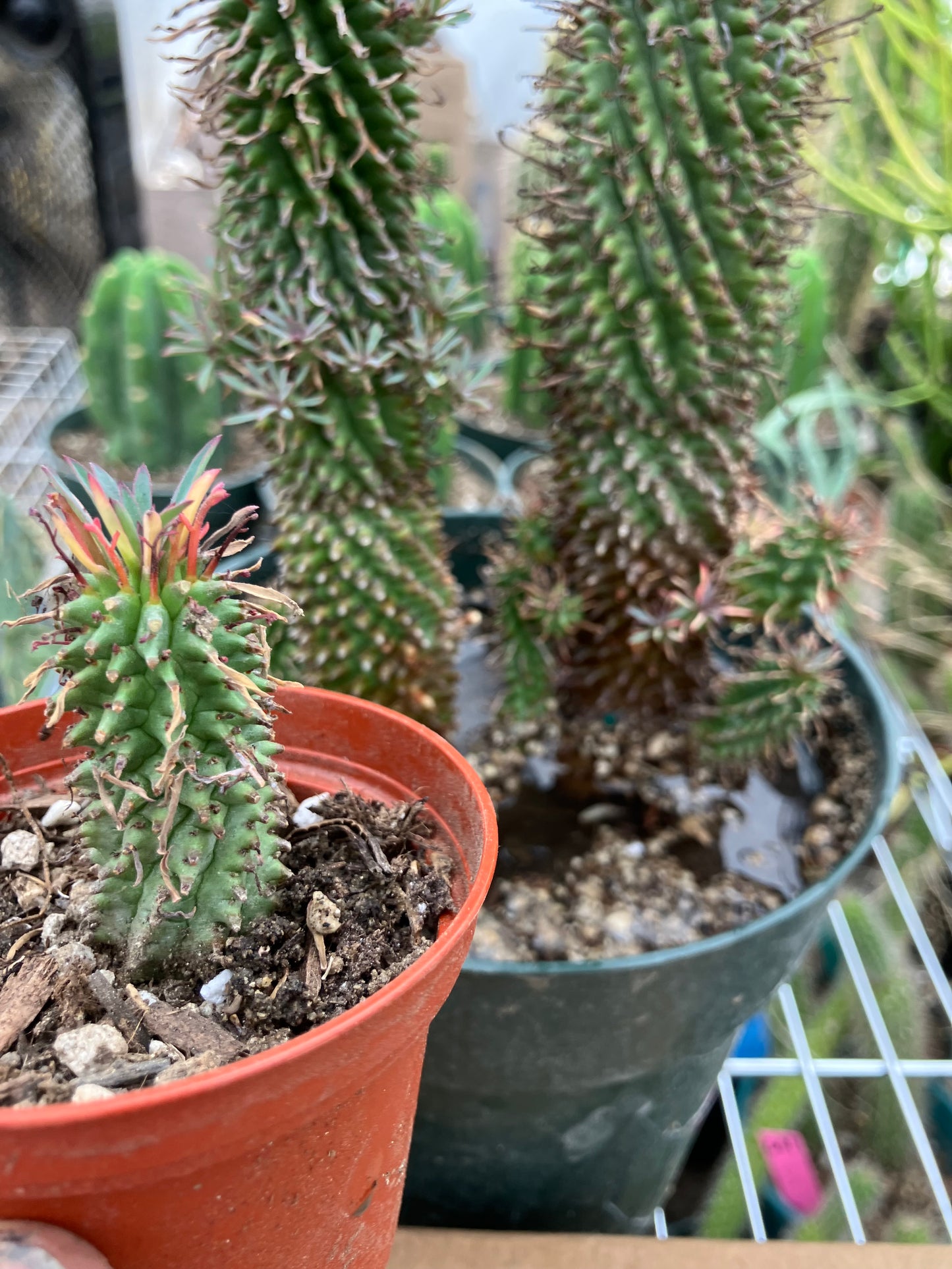 Euphorbia Twinkle Twirl  2" Tall #205W