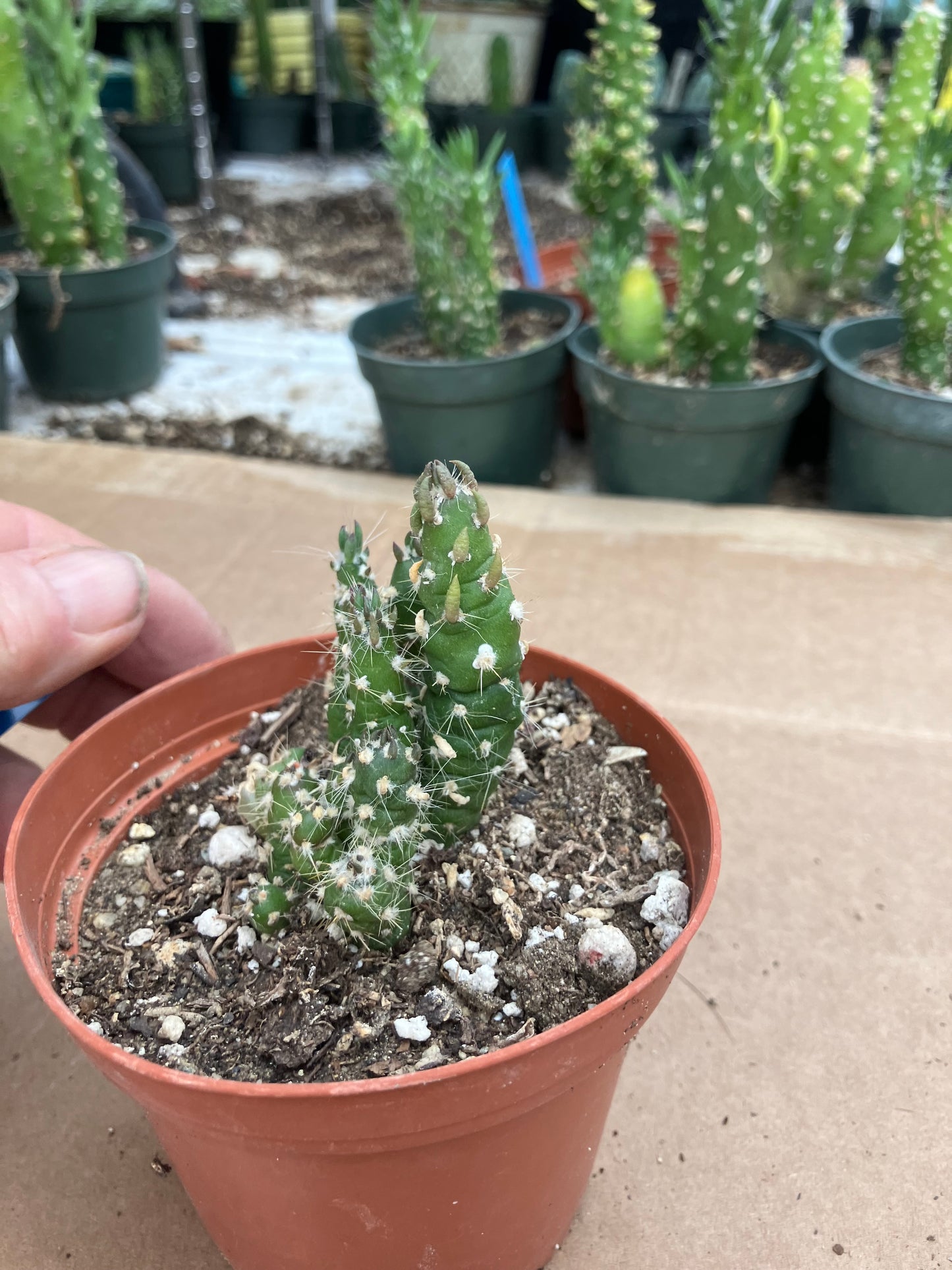 Austrocylindropuntia Cactus Gumbi Mini Eve's Needle 2.5"Tall #255B