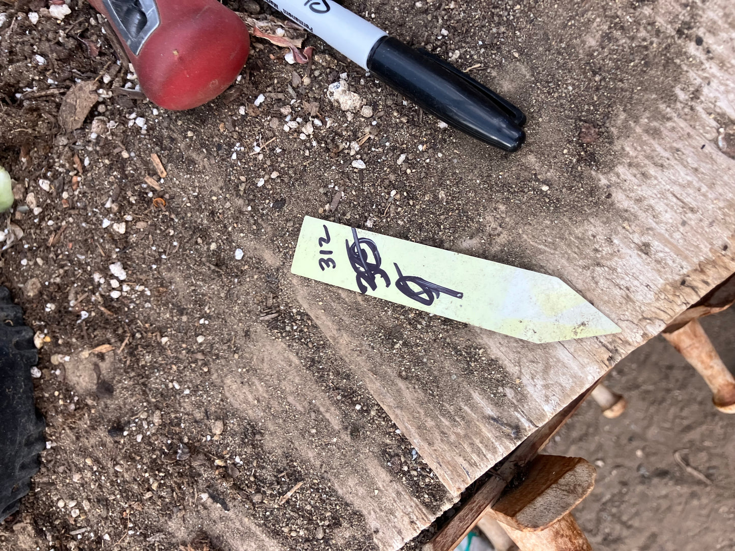 Euphorbia tirucalli Pencil Cactus/Succulent 30"Tall 9"Wide #312Y