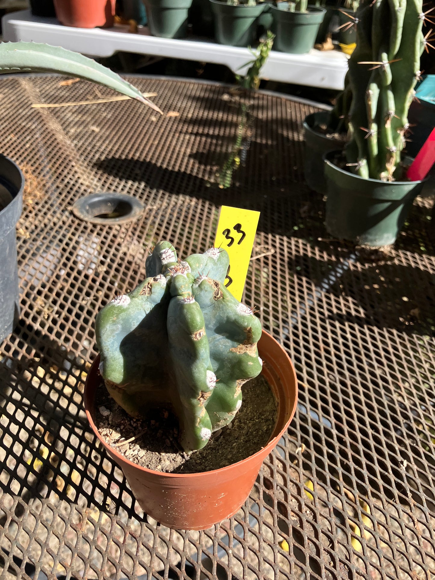 Cereus Peruvianus Monstrose Night Blooming 3”Tall #33Y