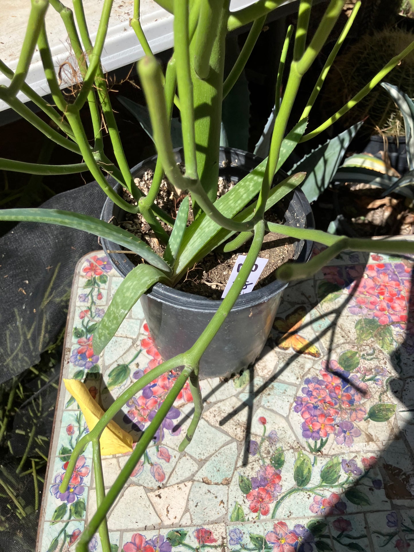 Euphorbia tirucalli Pencil Cactus/Succulent 38"Tall 18"Wide #93W