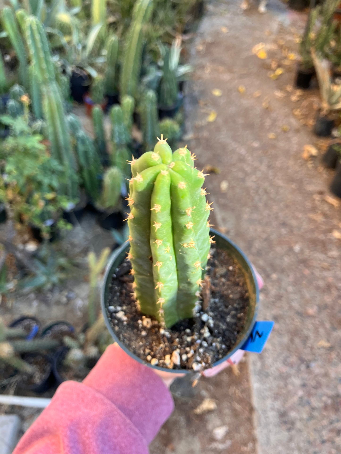 San Pedro Cactus - Trichocereus pachanoi 6.5"Tall #2B