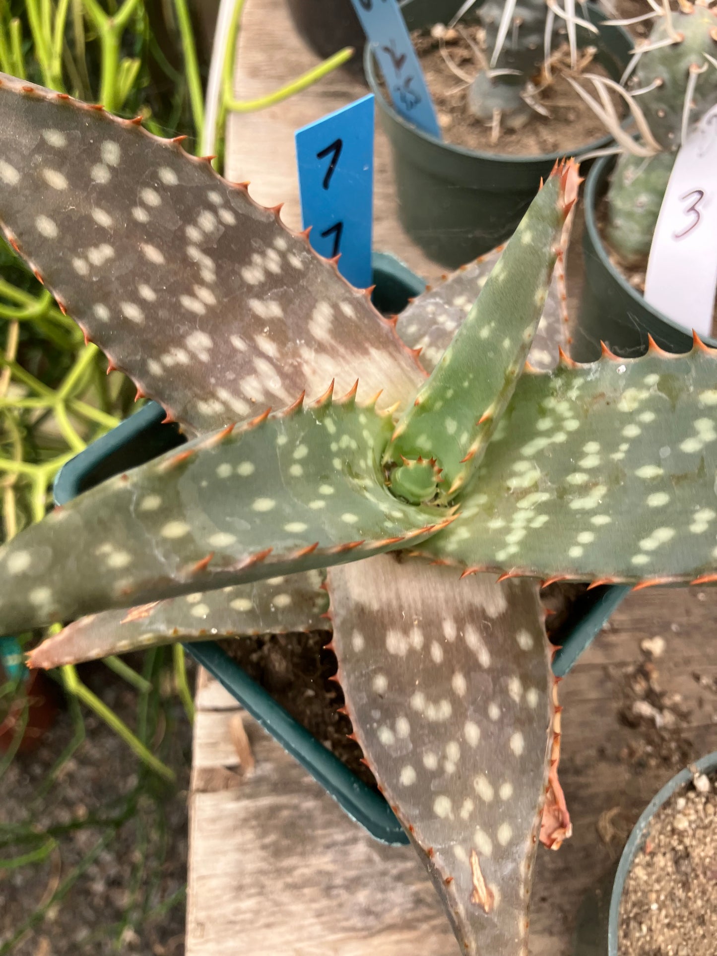 Aloe ~maculata "Soap Aloe" 7" Wide  #7B