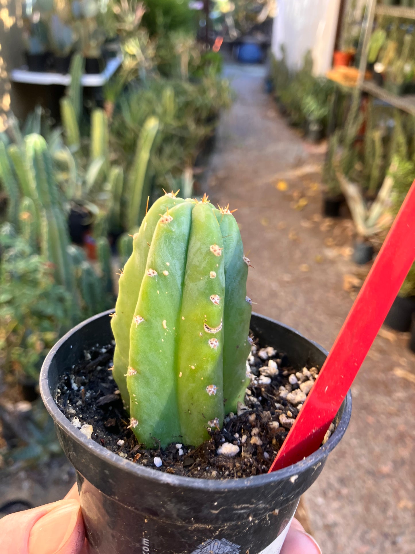 San Pedro Cactus - Trichocereus pachanoi 3"Tall #4R