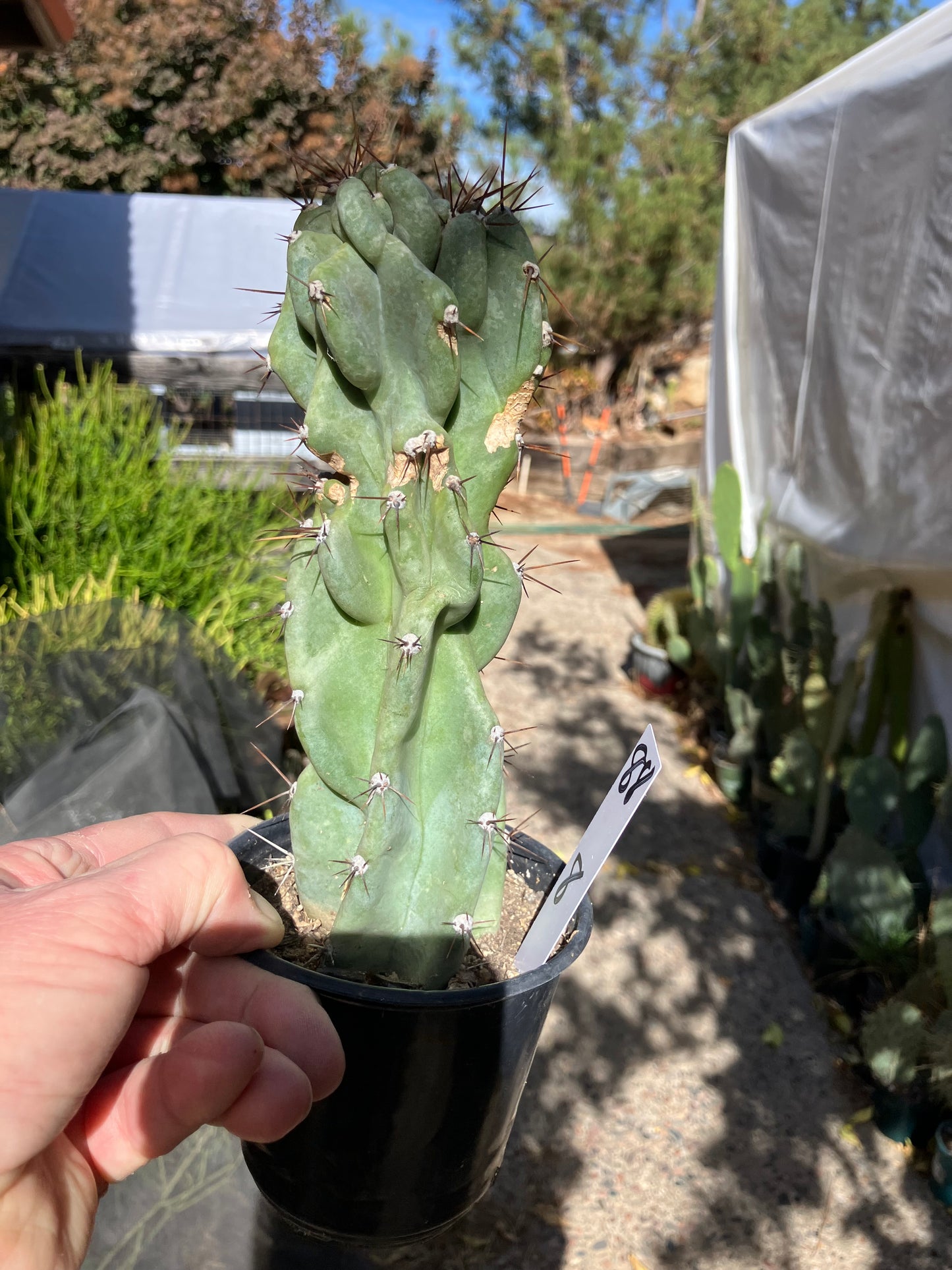 Cereus Peruvianus Monstrose Night Blooming 8”Tall #88W