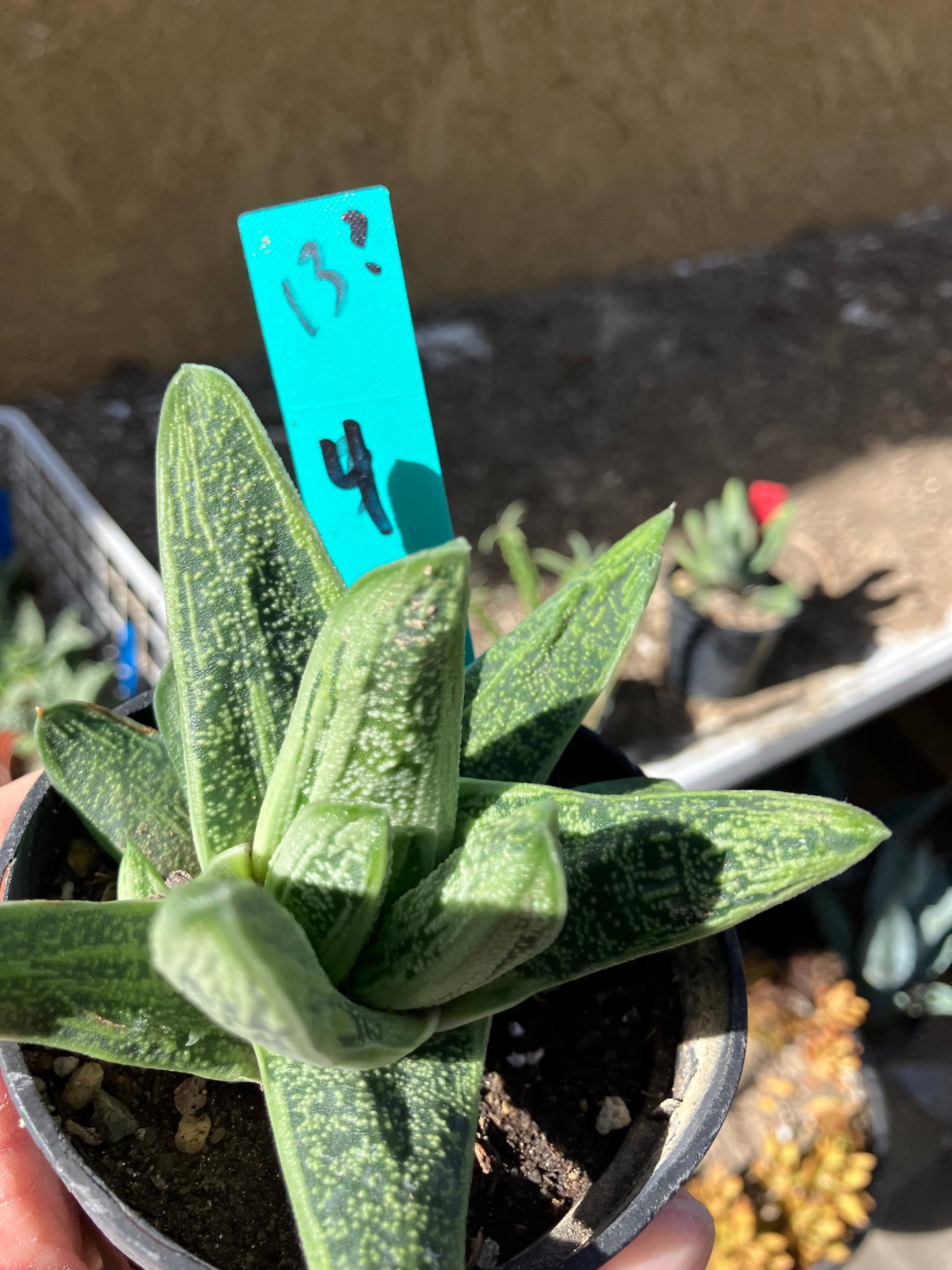 Gasteria Succulent Little Warty 4”Wide #13G