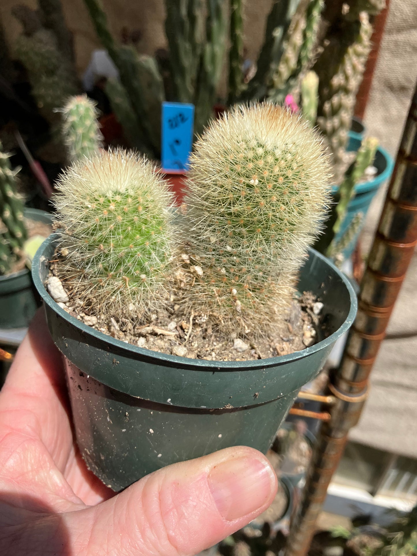 Notocactus Parodia scopa Silver Ball/Snowball Cactus 3" Tall #221B