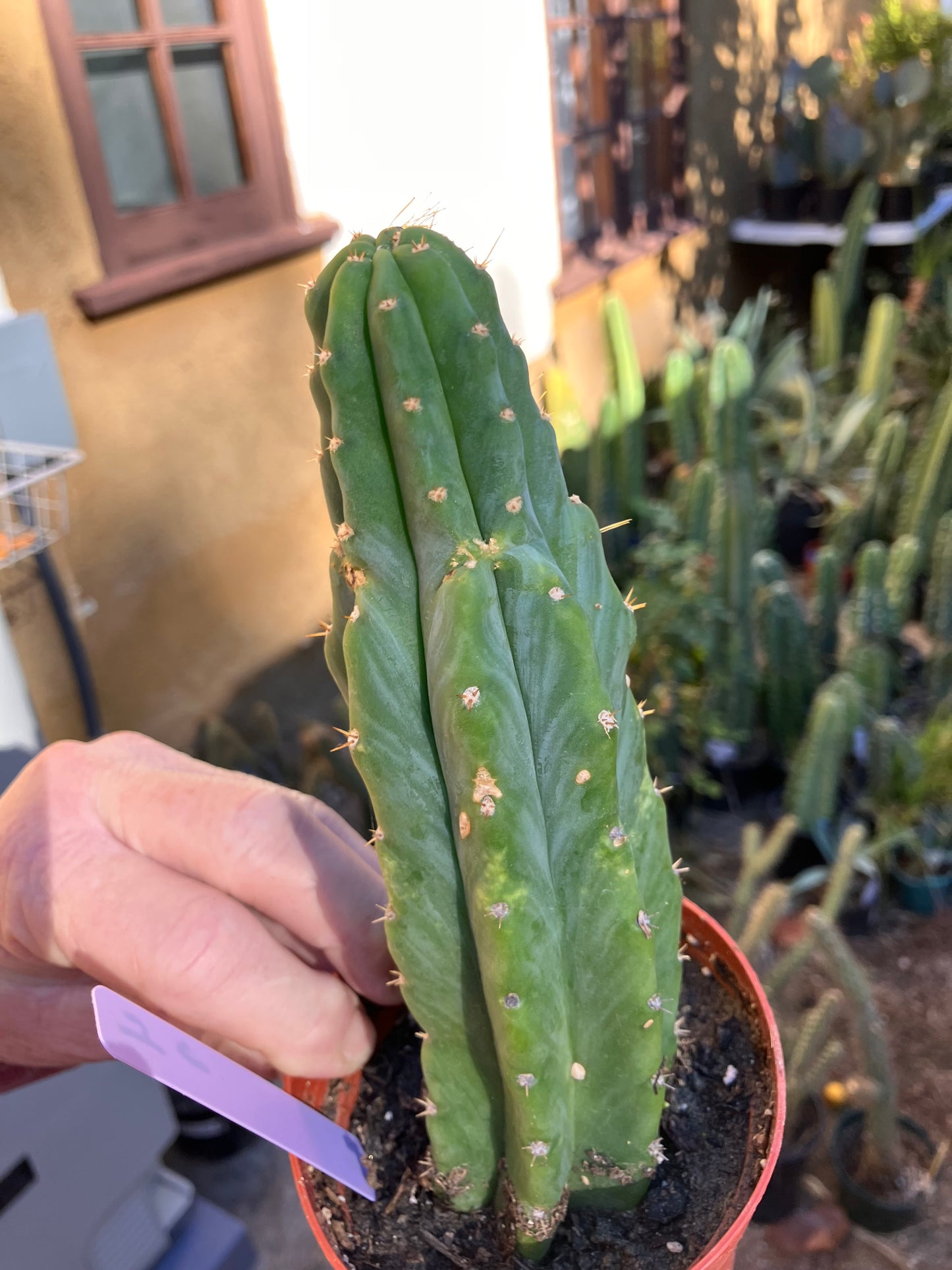 San Pedro Cactus - Trichocereus pachanoi 7"Tall #4p