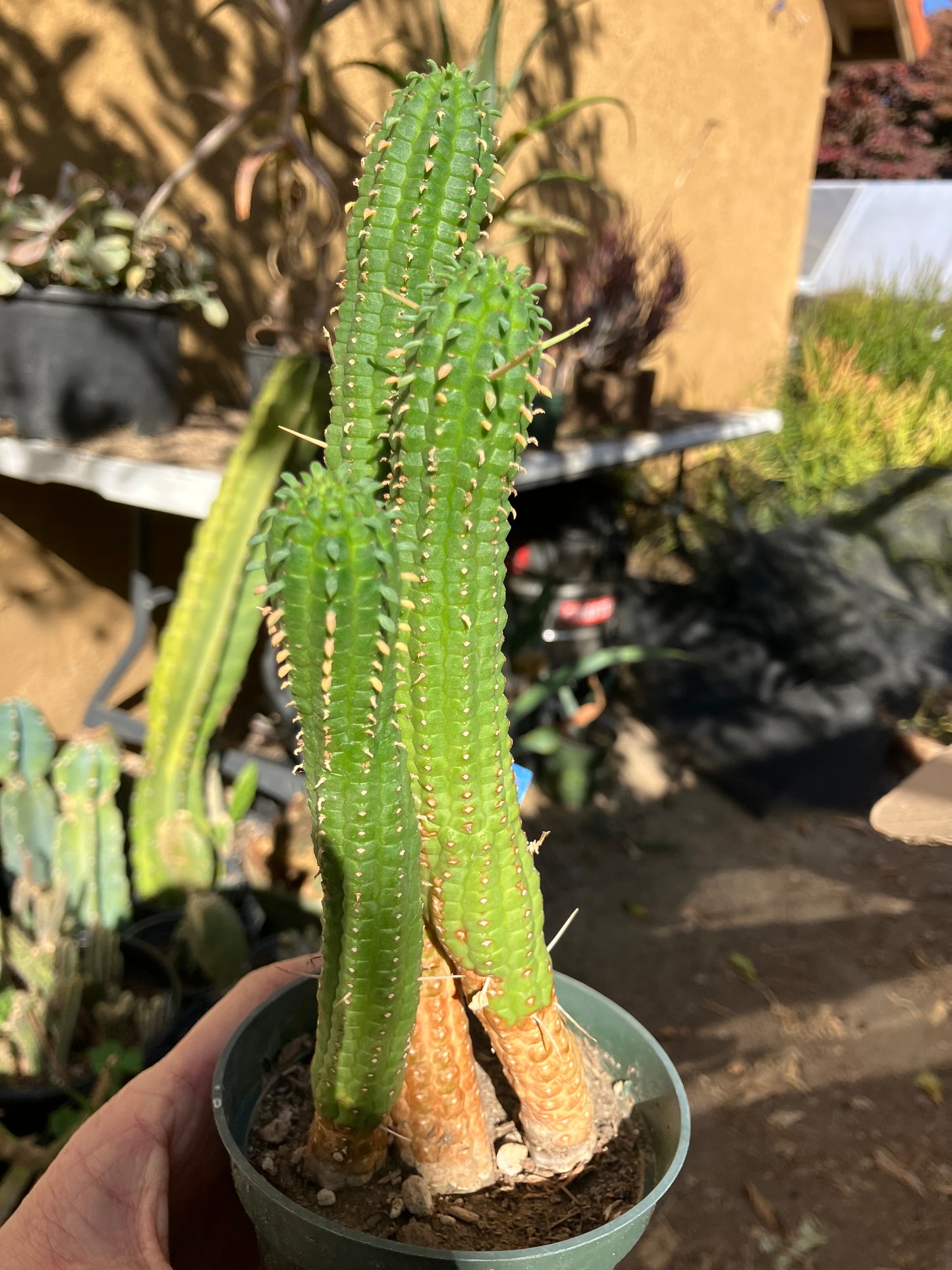 Euphorbia mammillarias Green Corn Cob 9"Tall #968B