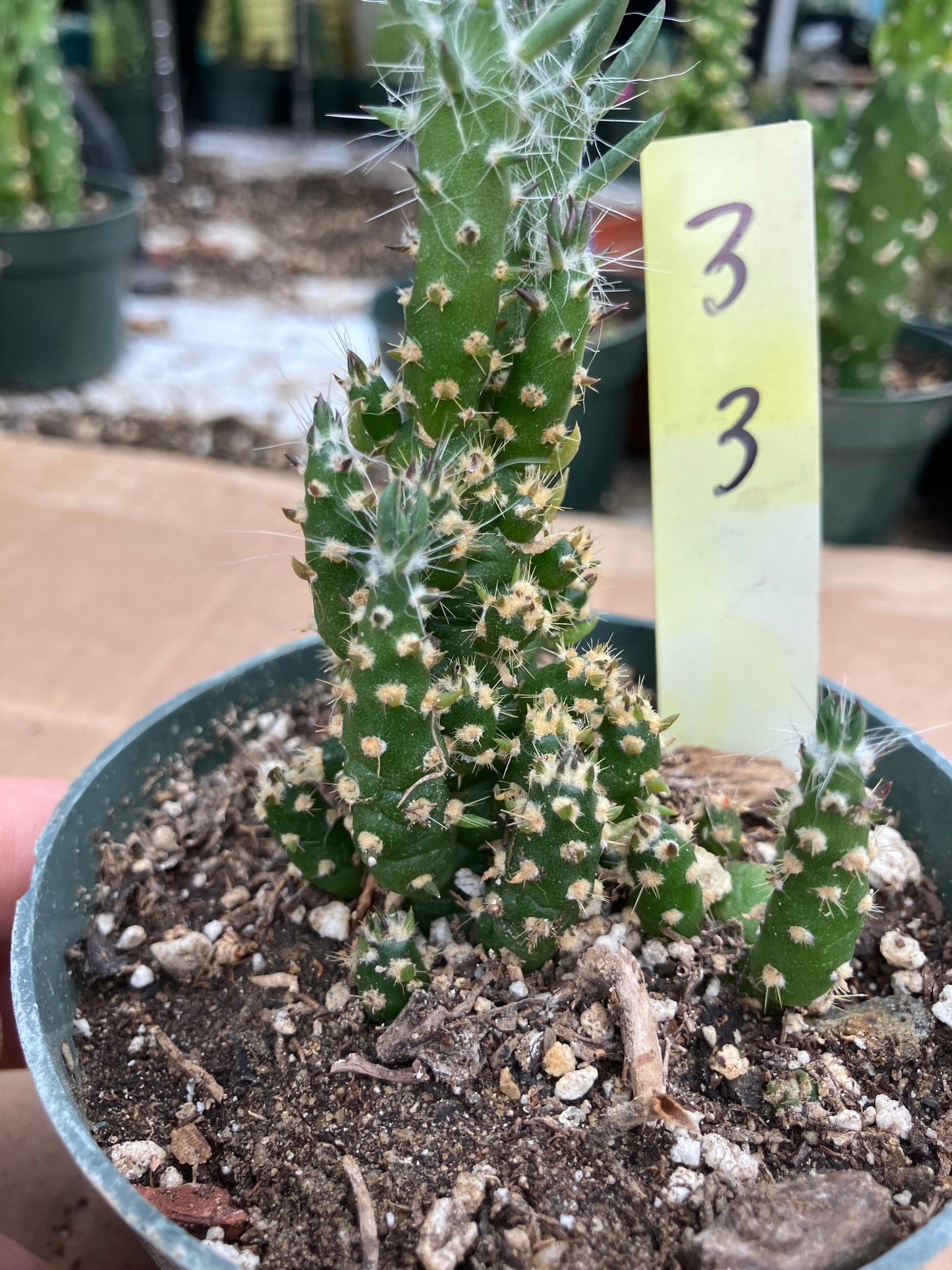 Austrocylindropuntia Cactus Gumbi Mini Eve's Needle 3"Tall #3Y