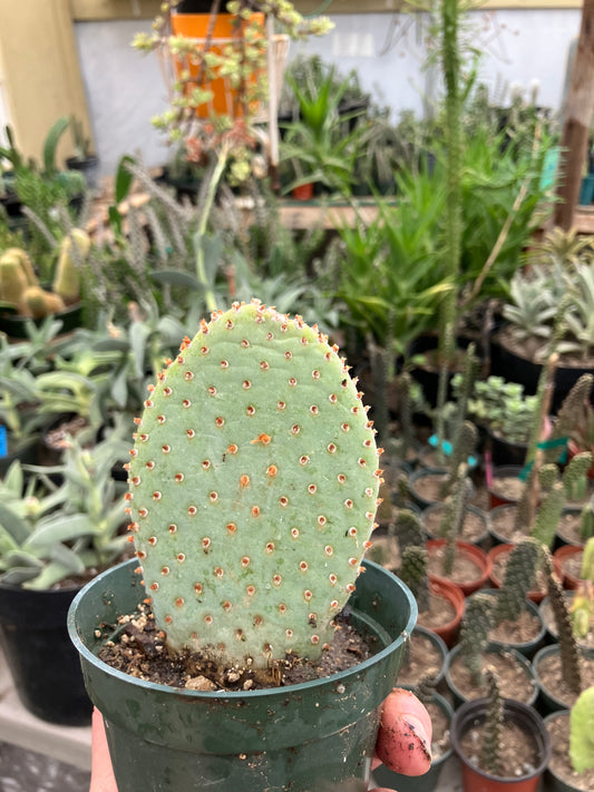 Opuntia Basilaris Beavertail Cactus 4.5"Tall #450W