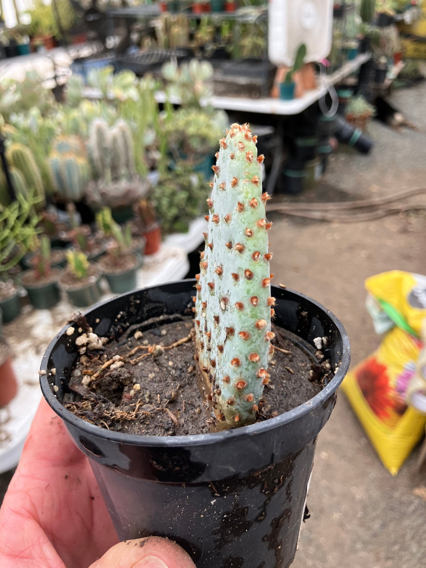 Opuntia Basilaris Beavertail Cactus 3"Tall #33R