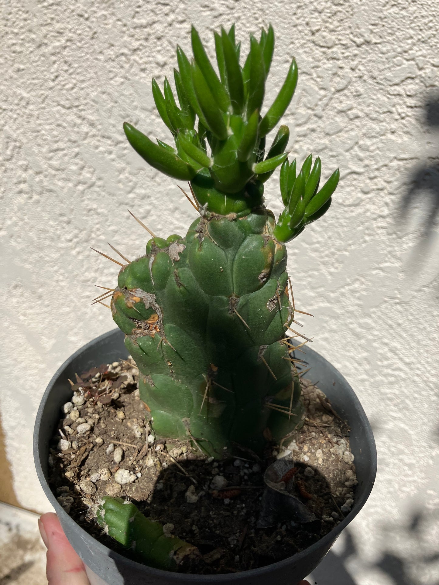 Austrocylinfdropuntia subulata monstrose Eve's Needle Cactus Crest 6"Tall  #66G