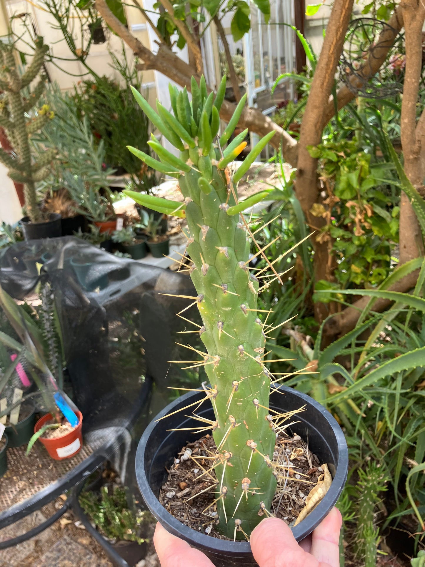 Austrocylindropuntia Full Size Eve's Needle 10"Tall