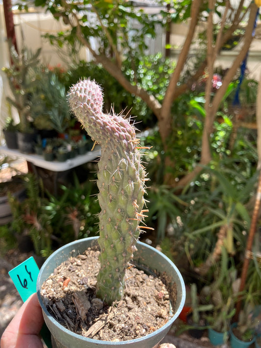 Cylindropuntia fulgida Cholla Boxing Glove Cactus Crest 4"Tall #11G