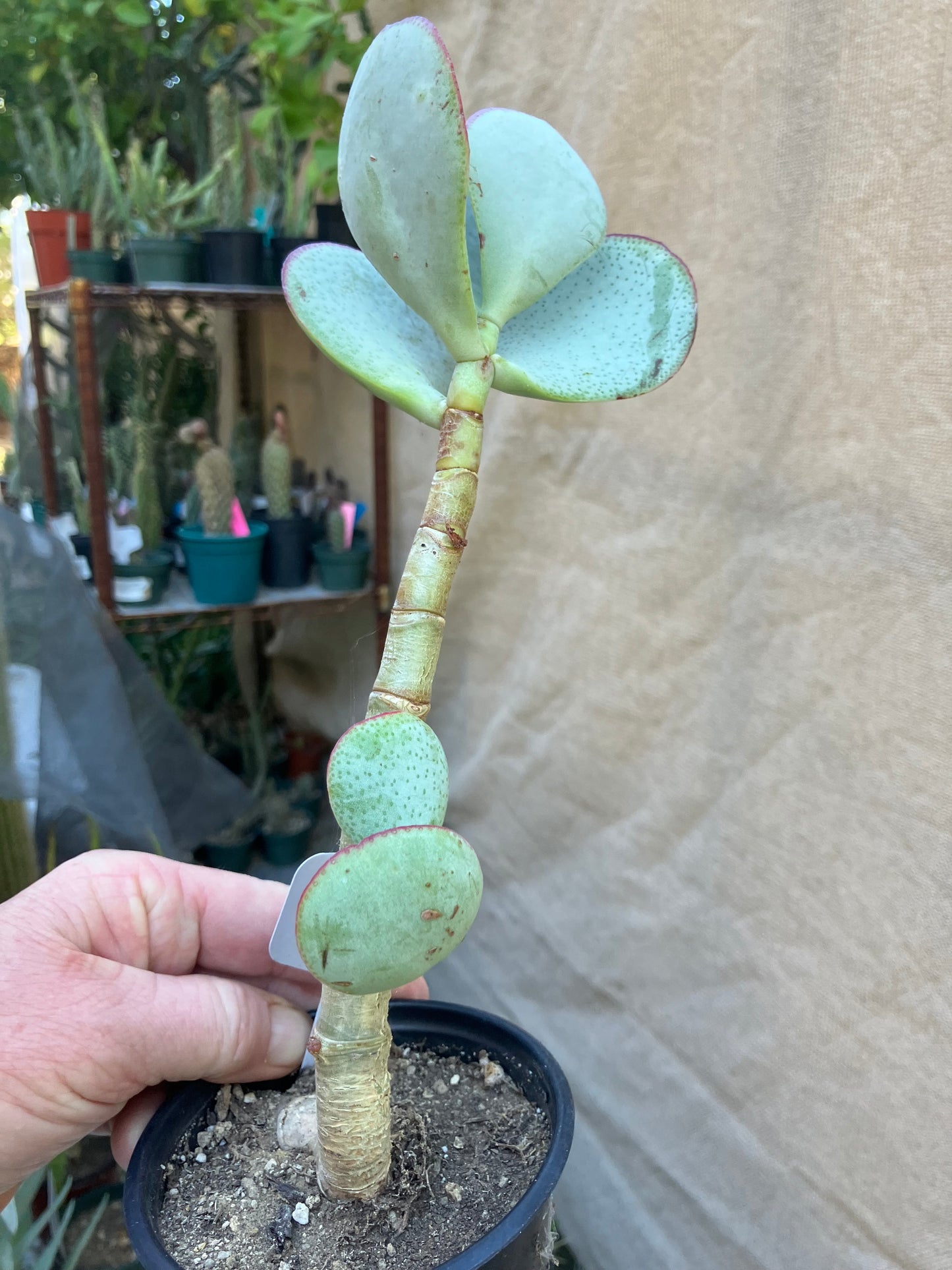 Crassula arborescens Silver Dollar 10”Tall #6W