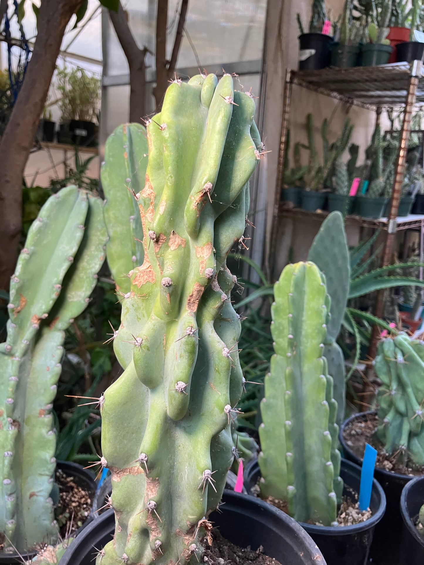 Cereus Peruvianus Monstrose Night Blooming 14”Tall #84W