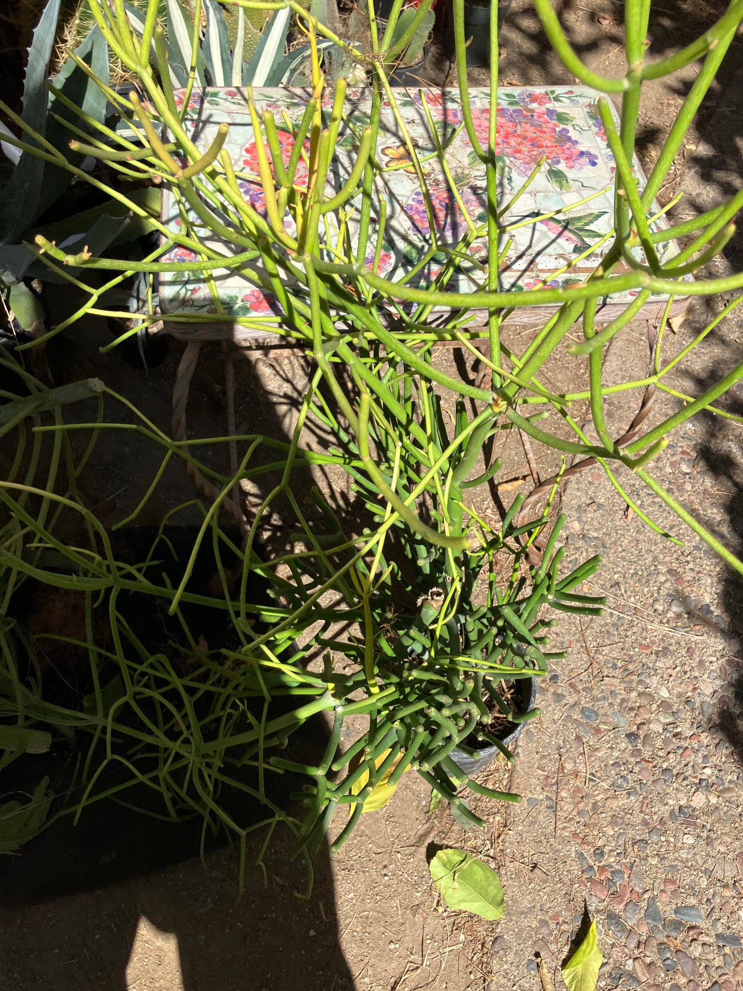 Euphorbia tirucalli Pencil Cactus/Succulent 39"Tall 23"Wide #10G