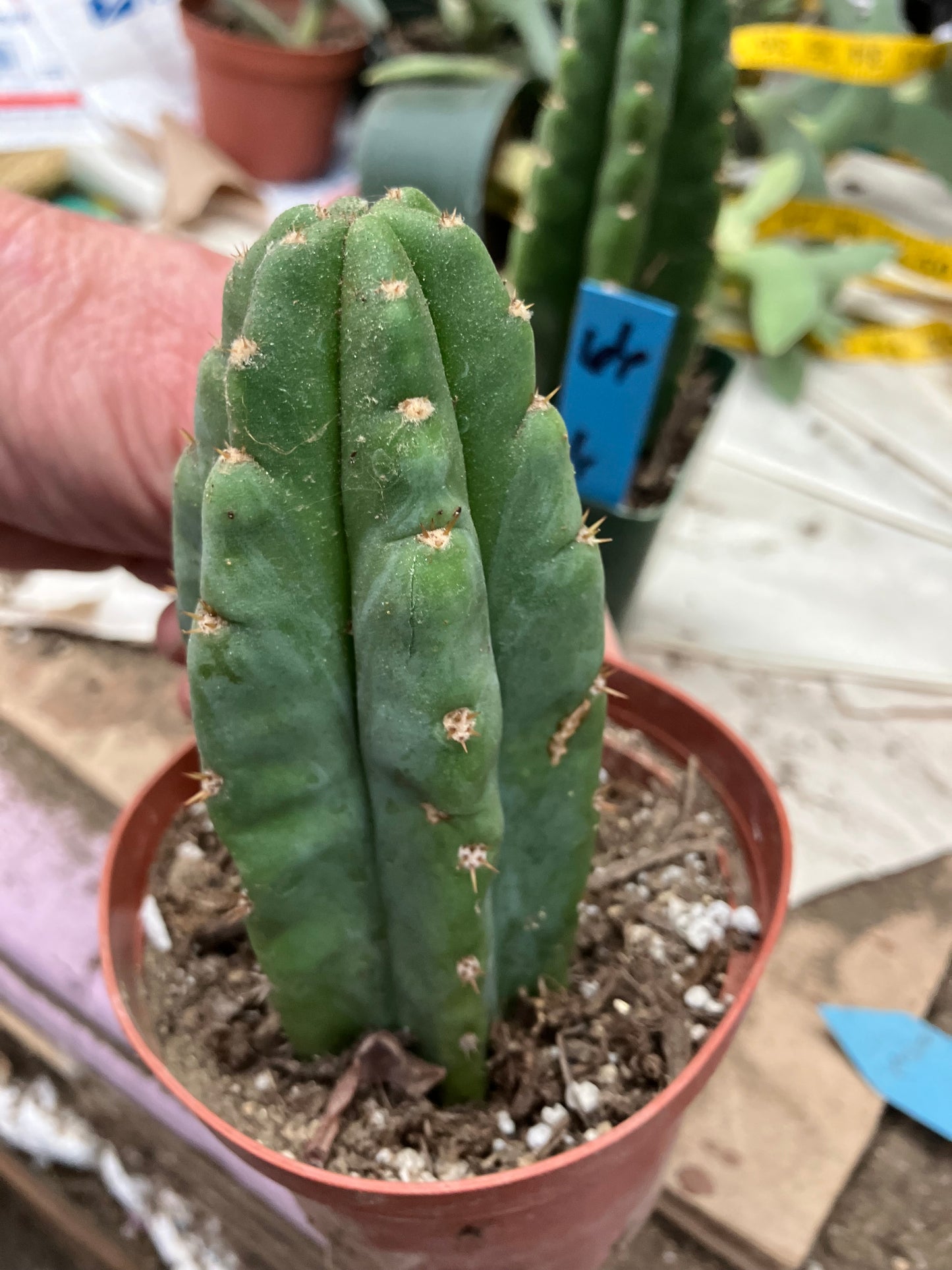 San Pedro Cactus  Trichocereus pachanoi 4.5"Tall #54R