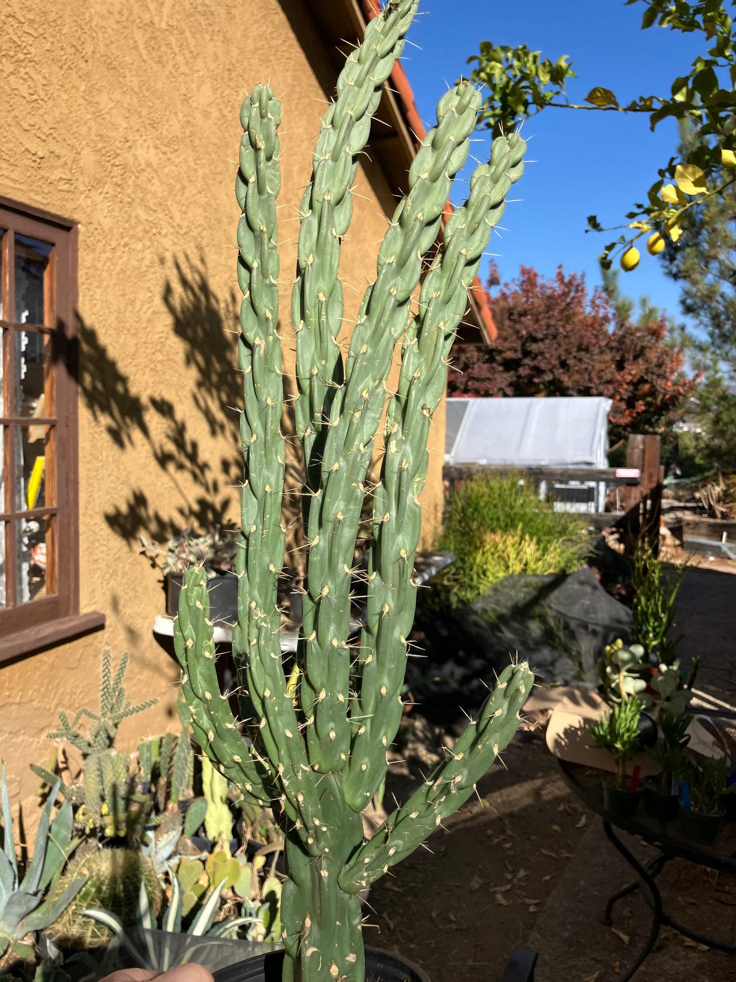 Cholla Cylindropuntia Imbricata  Buckhorn 23”Tall #023P