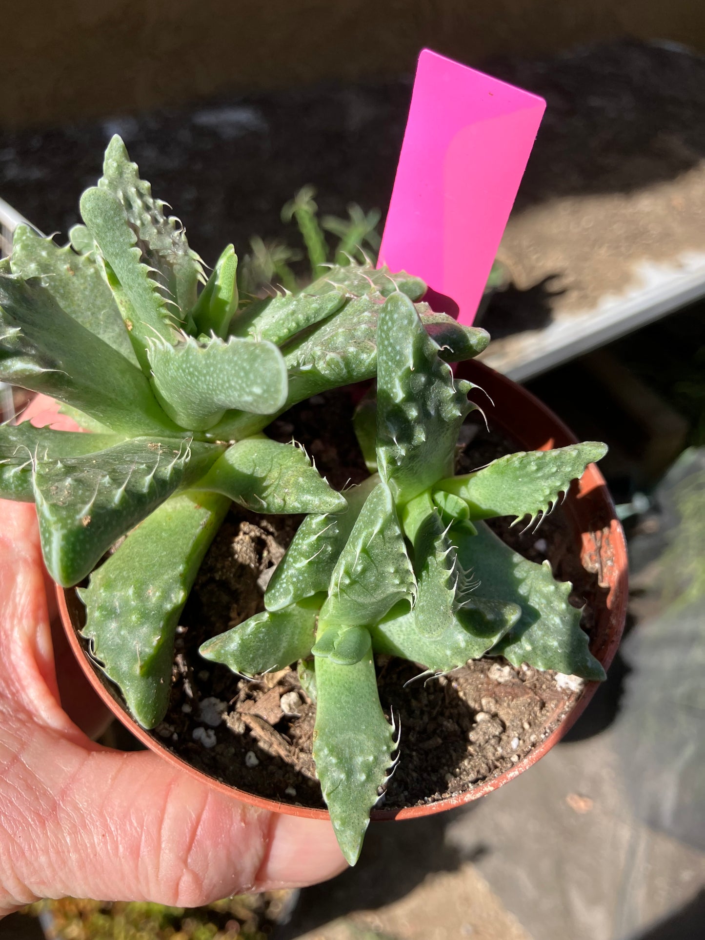 Faucaria tigrina Tiger Jaws 4"Wide #44P