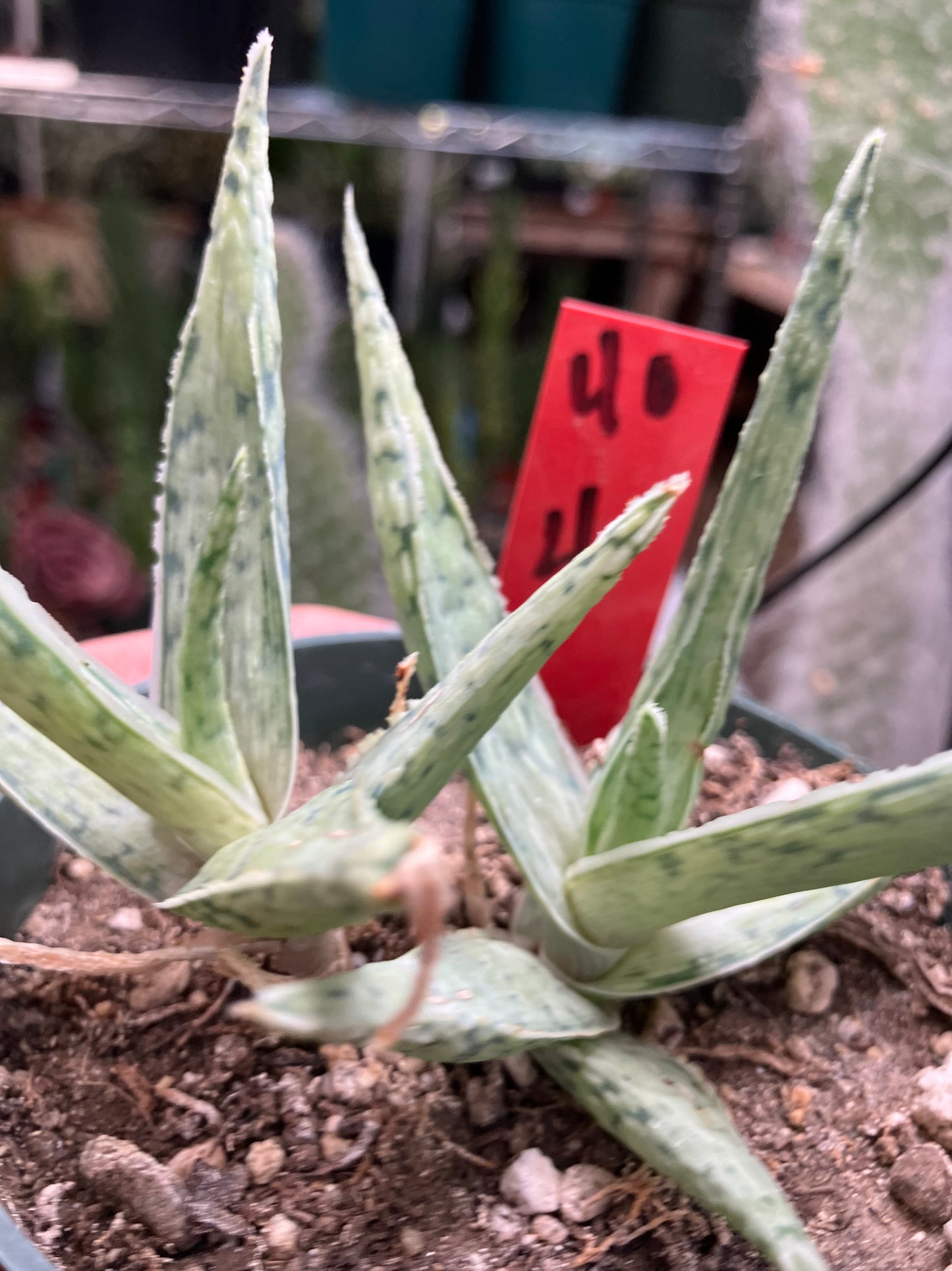 Aloe Hybrid Snow Drift Succulent 4”Wide #40R