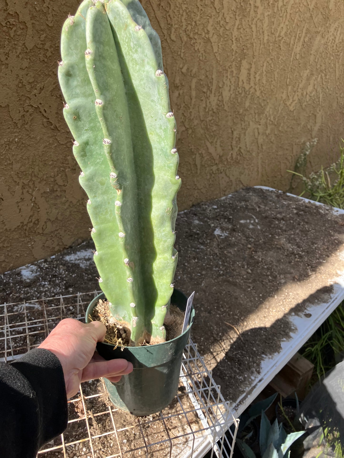 Cereus Peruvianus  Night Blooming 16"Tall #163W