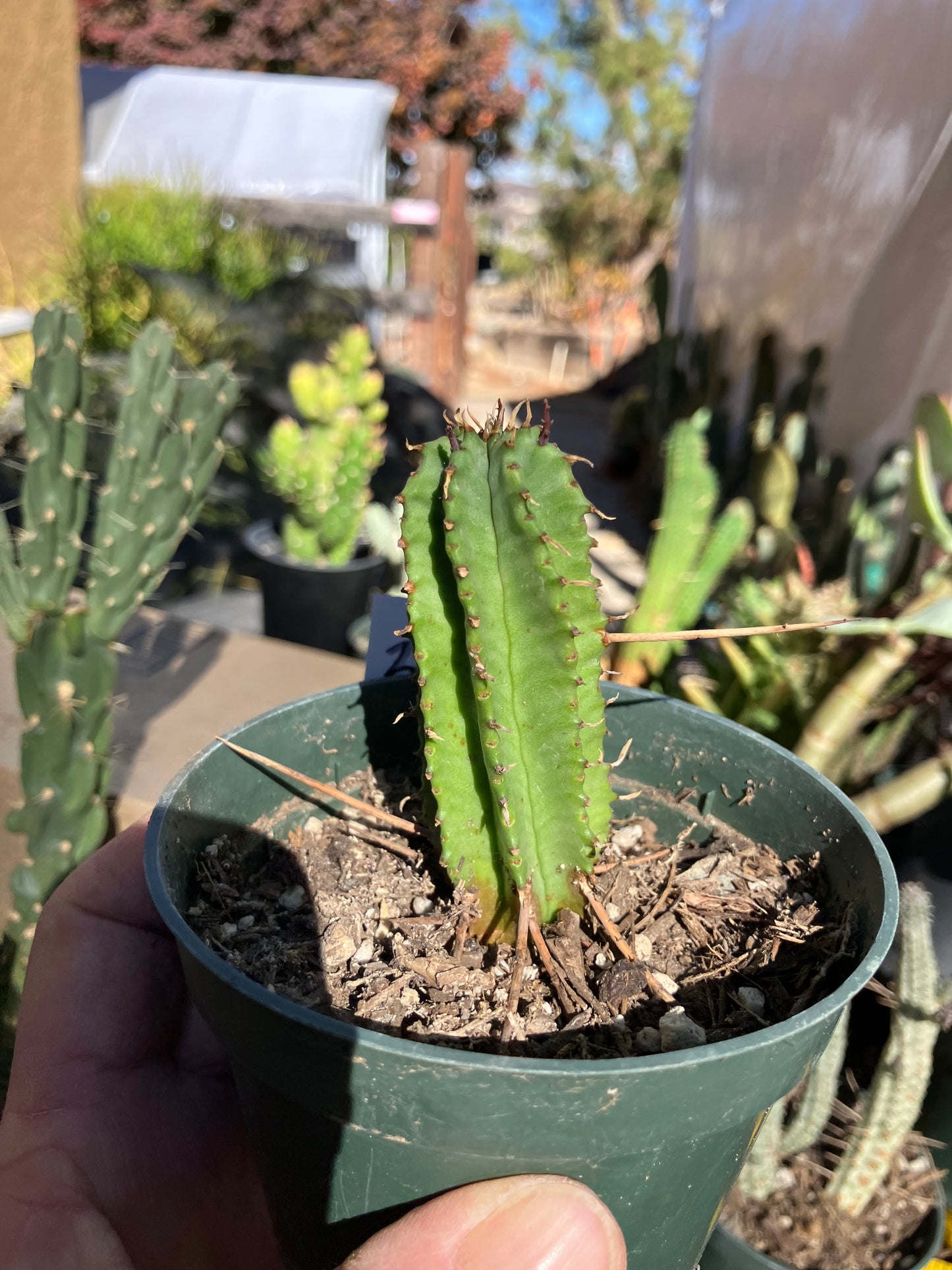 Euphorbia Horrida Noorsveldensis 3" Tall #33W