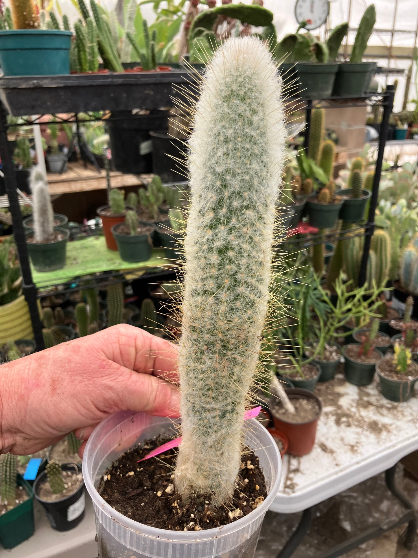 Cleistocactus Strausii Silver Torch Cactus 10”Tall #180P