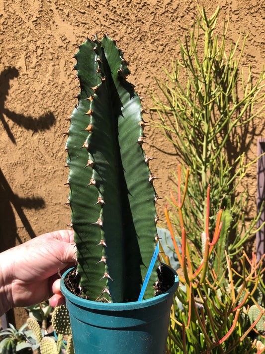 Euphorbia ingens Chocolate Drop 12”Tall #12B