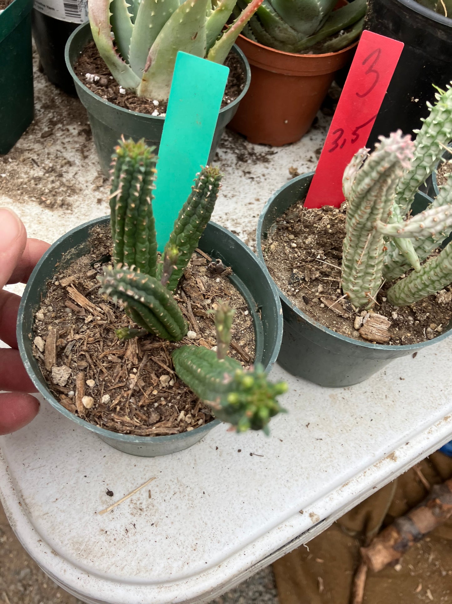 Euphorbia mammillarias GREEN Corn Cob 4"Tall #19G