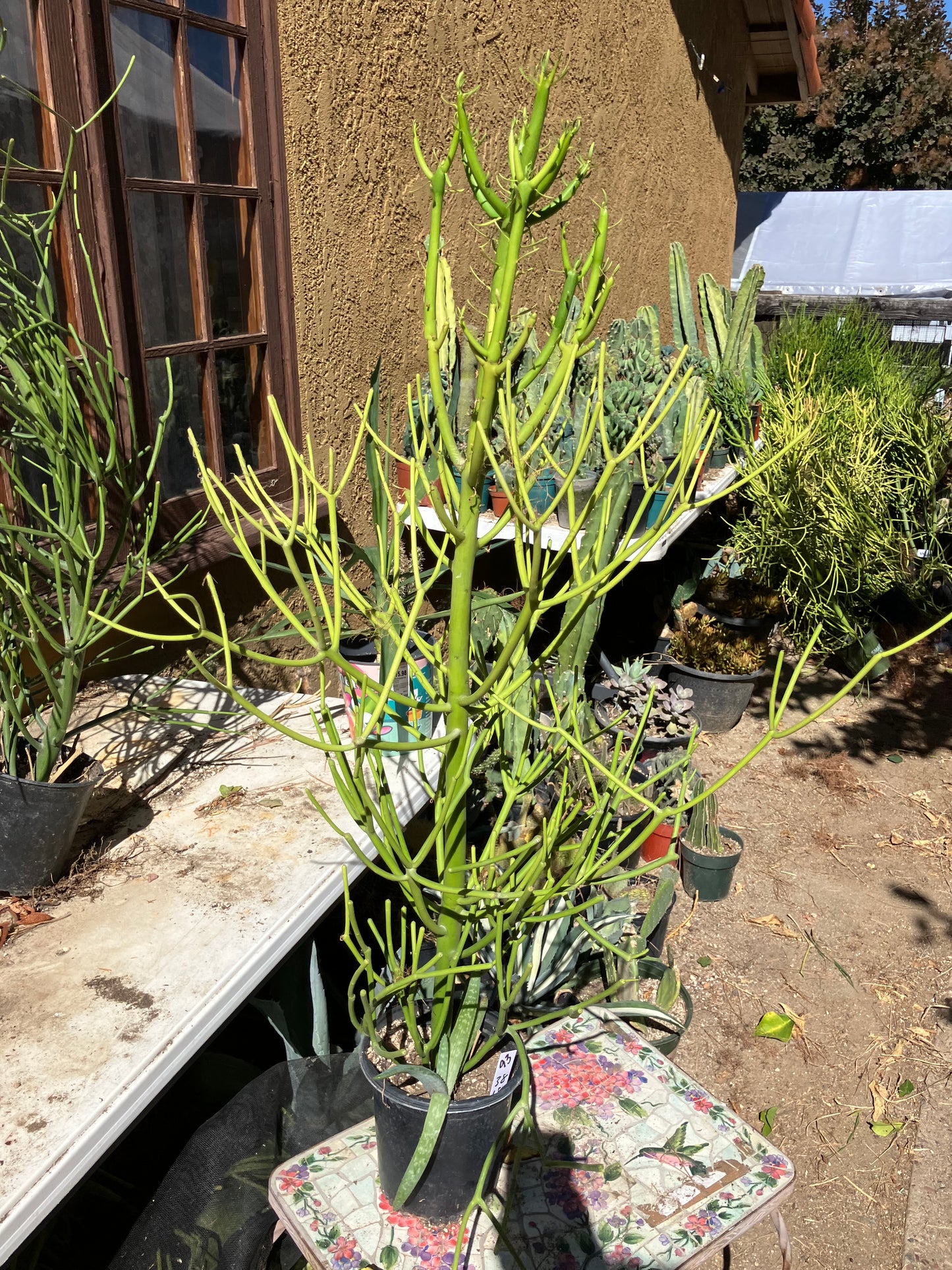 Euphorbia tirucalli Pencil Cactus/Succulent 38"Tall 18"Wide #93W