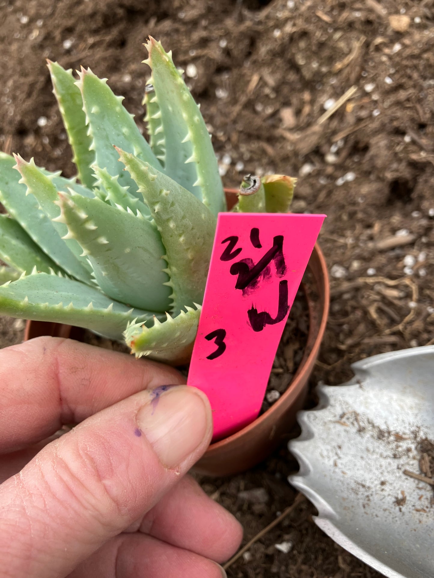 Aloe Brevifolia Short Leaf Aloe  Succulent 3" Wide #21P