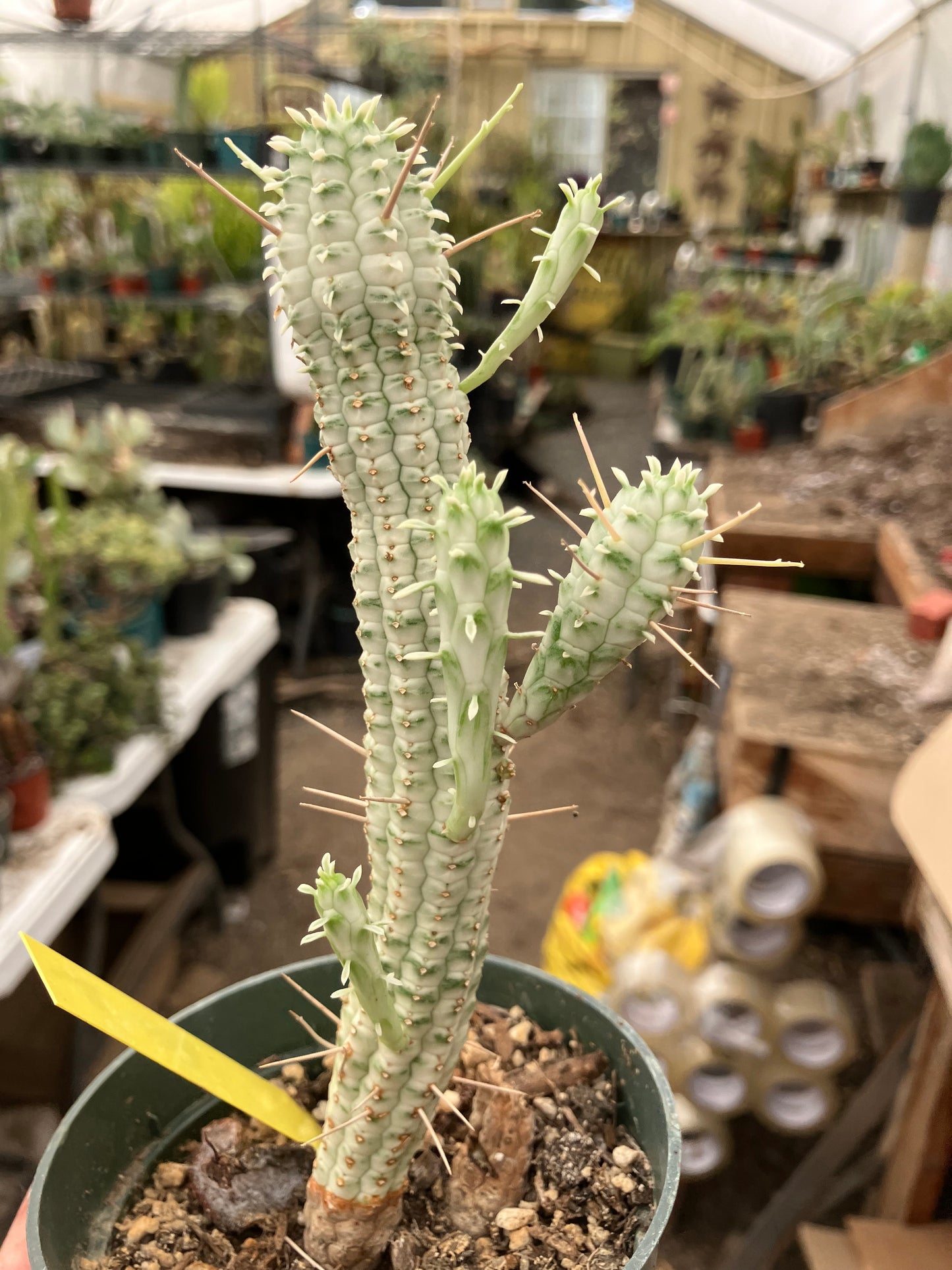 Euphorbia mammillarias variegata Corn Cob 8"Tall #6Y