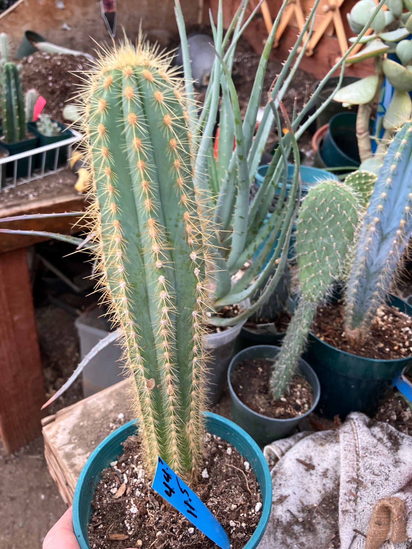 Pilosocereus Piauhyensis Gorgeous Thick Specimen 11.5” Tall #44B