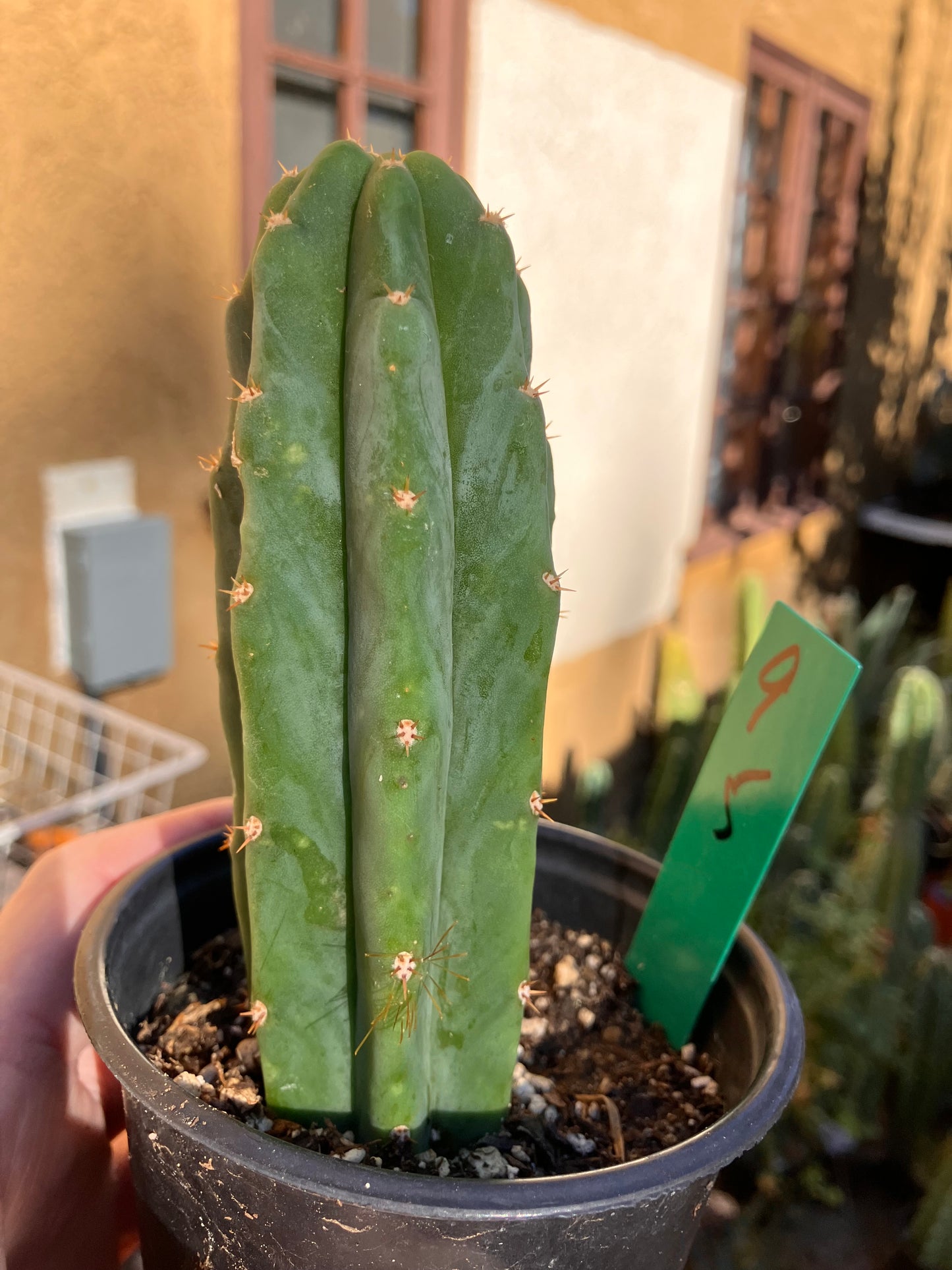San Pedro Cactus - Trichocereus pachanoi 5"Tall #10P